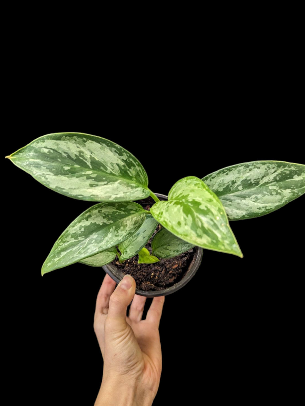 silver satin aglaonema Aglaonema Maria