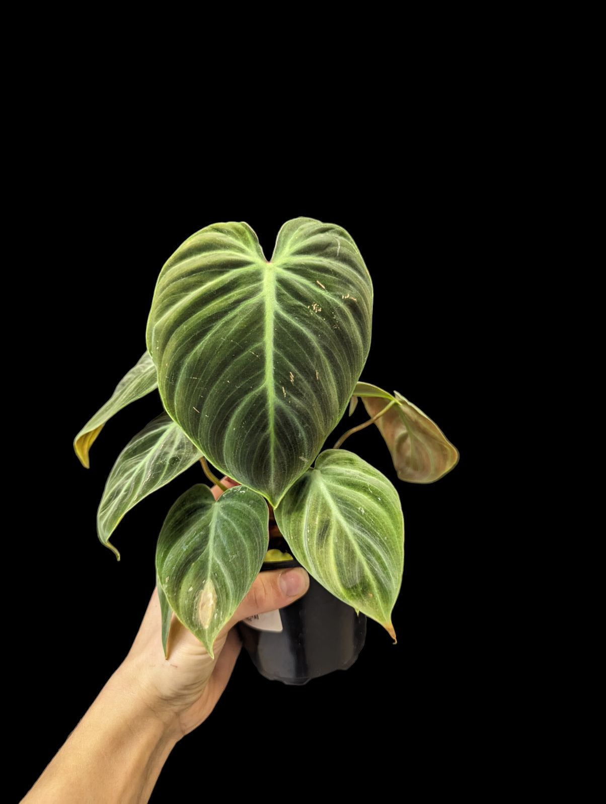 Philodendron El Choco Rouge