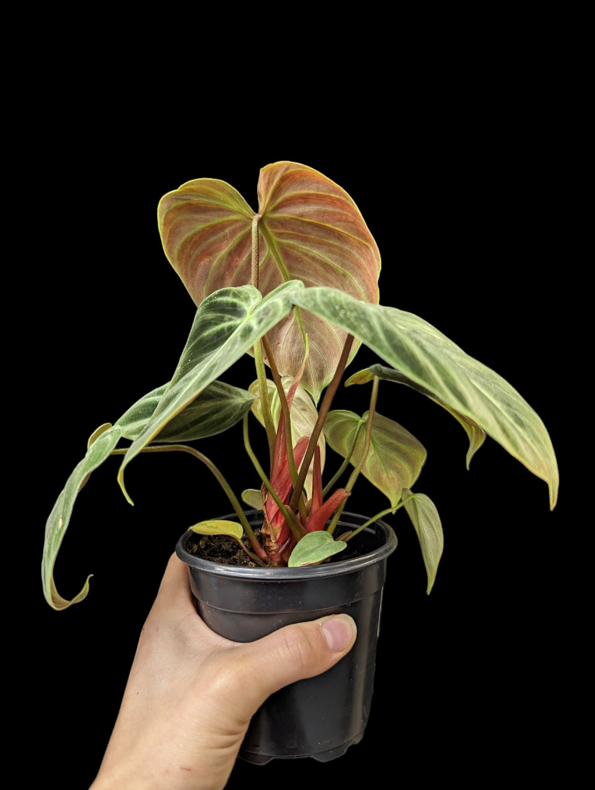 Philodendron El Choco Rouge