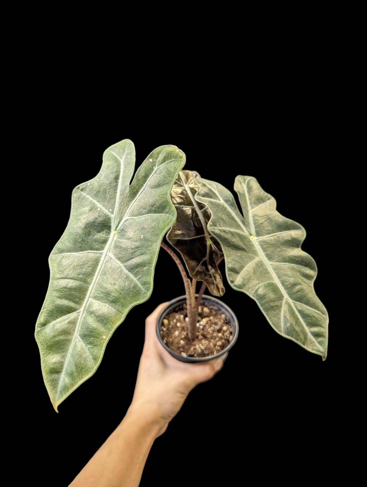 Alocasia pseudosanderiana