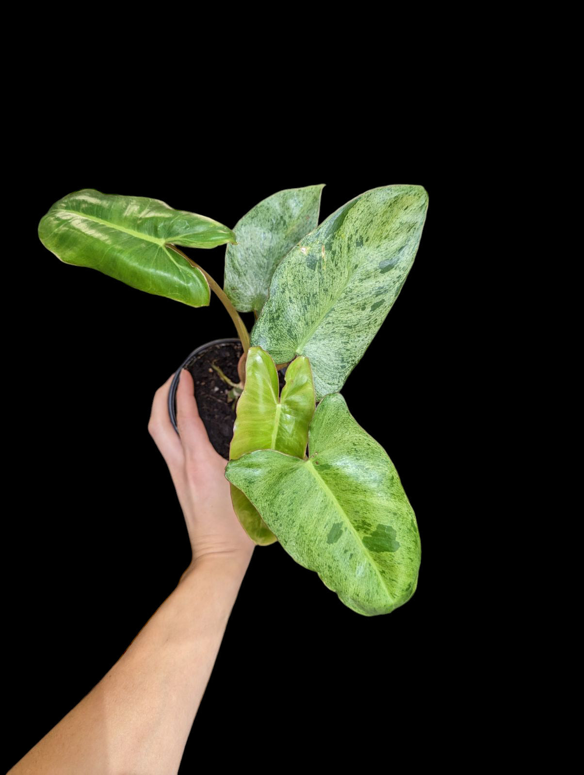 Philodendron paraiso verde