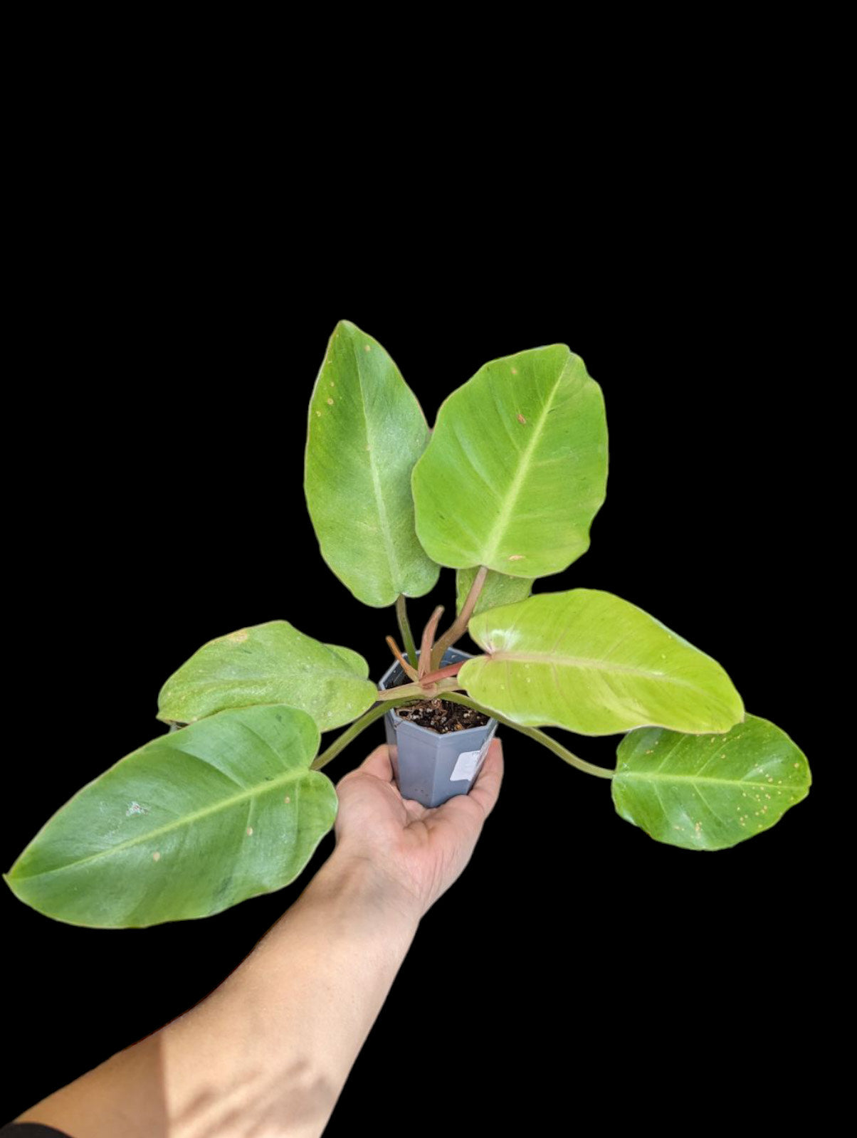 Philodendron Jungle Fever