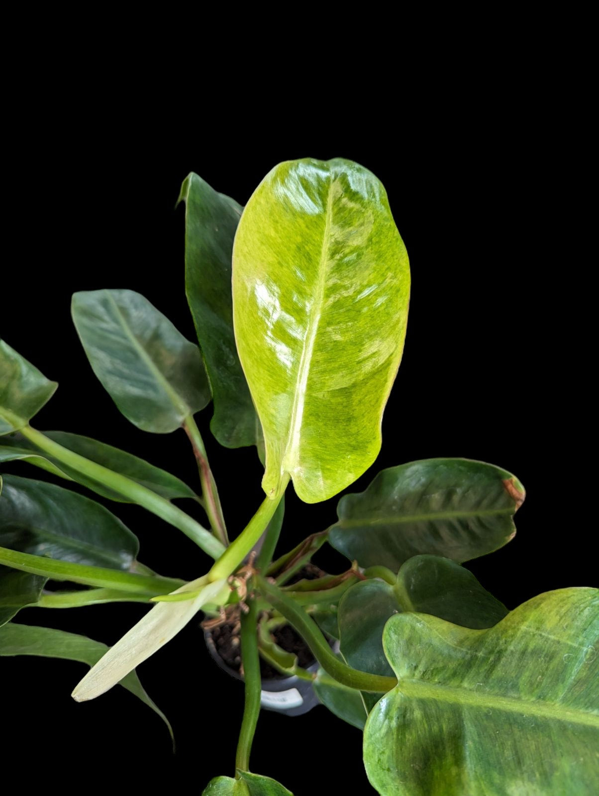 Philodendron 'Calkins Gold'