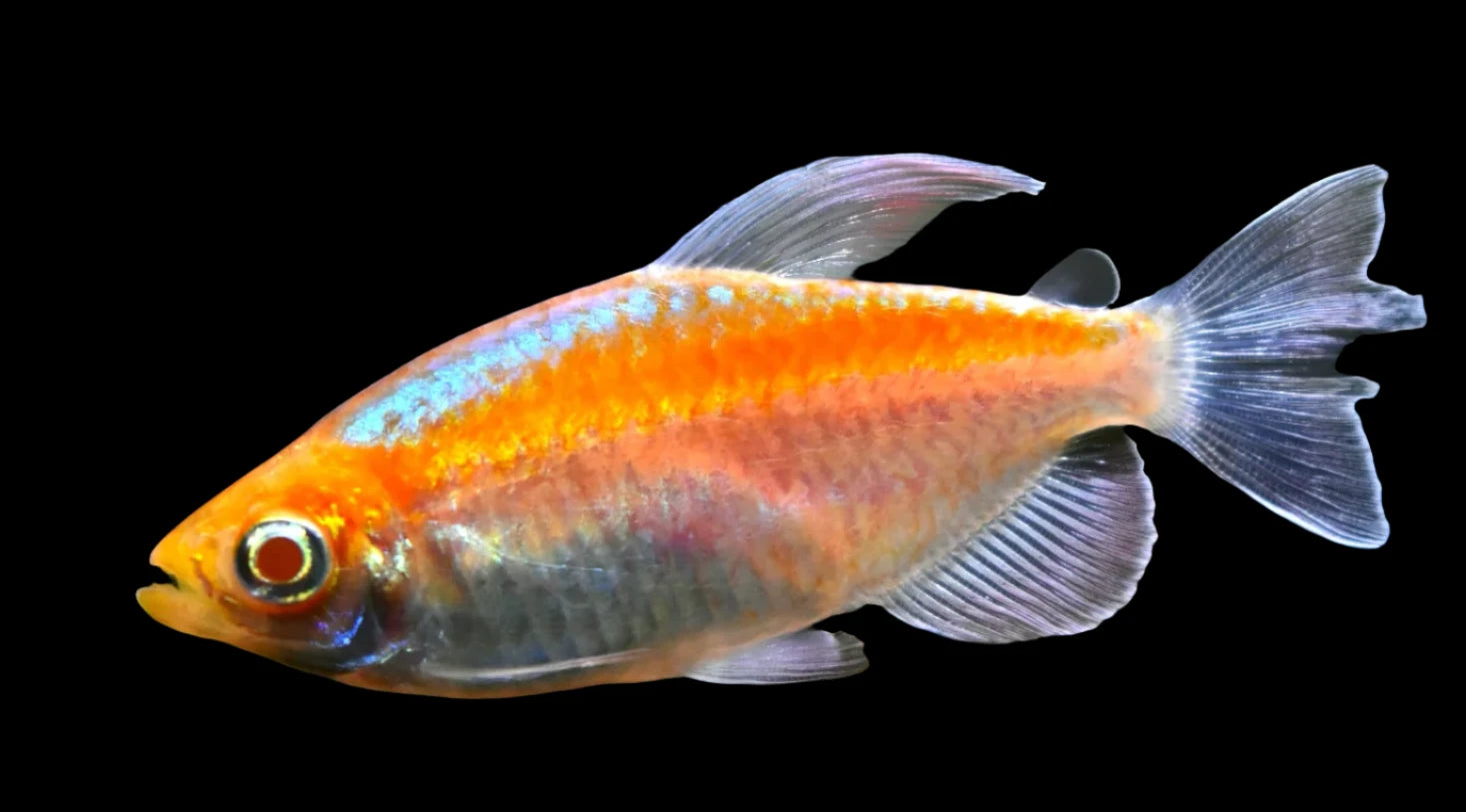 Albino Congo Tetra