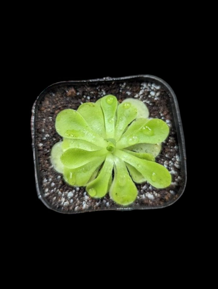 Pinguicula moranensis