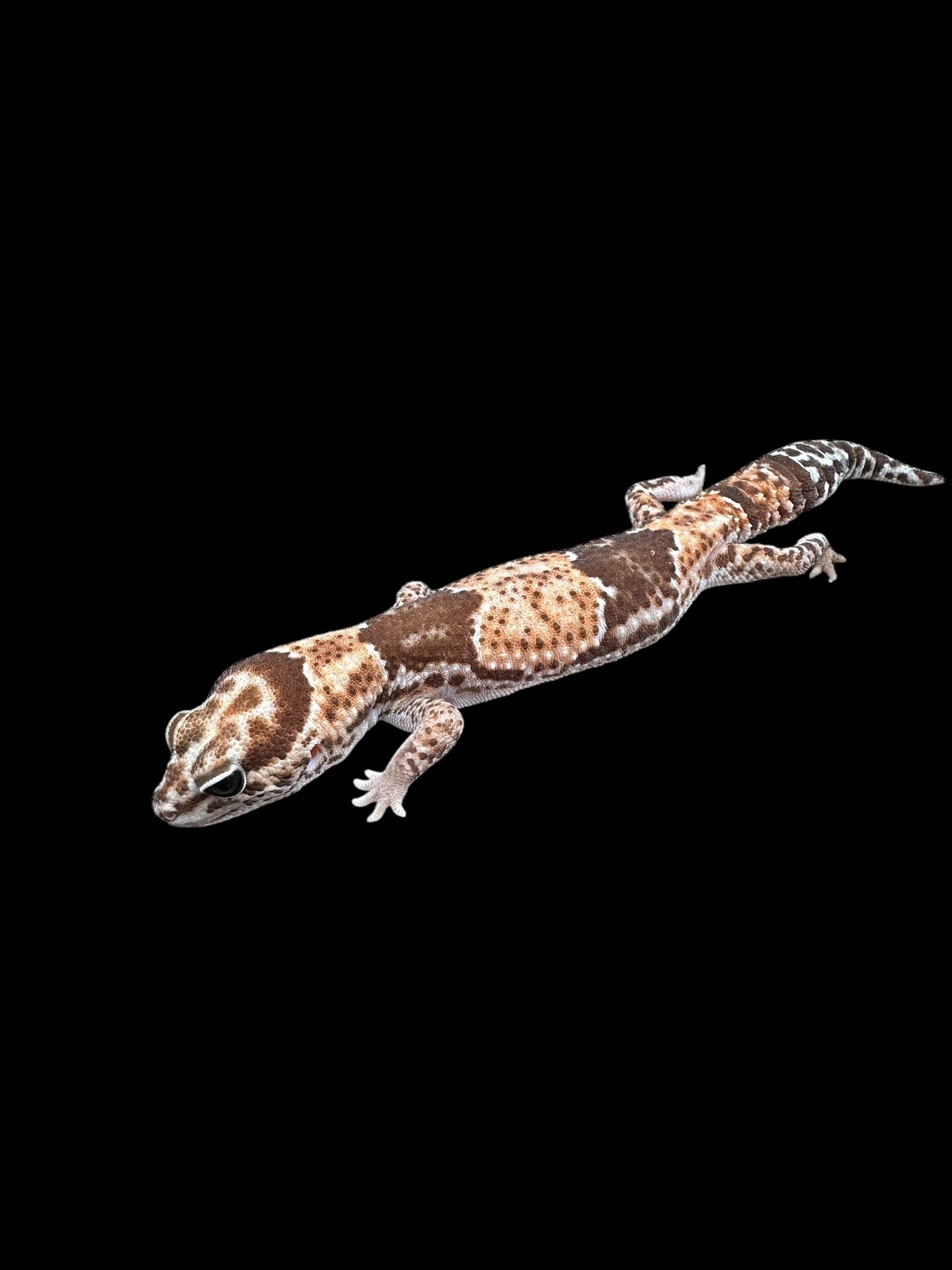Gecko africain à grosse queue (Het Caramel Oreo Patternless)