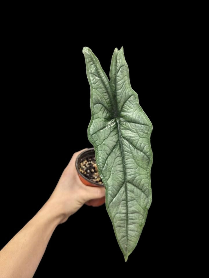 Alocasia Dragons Breath
