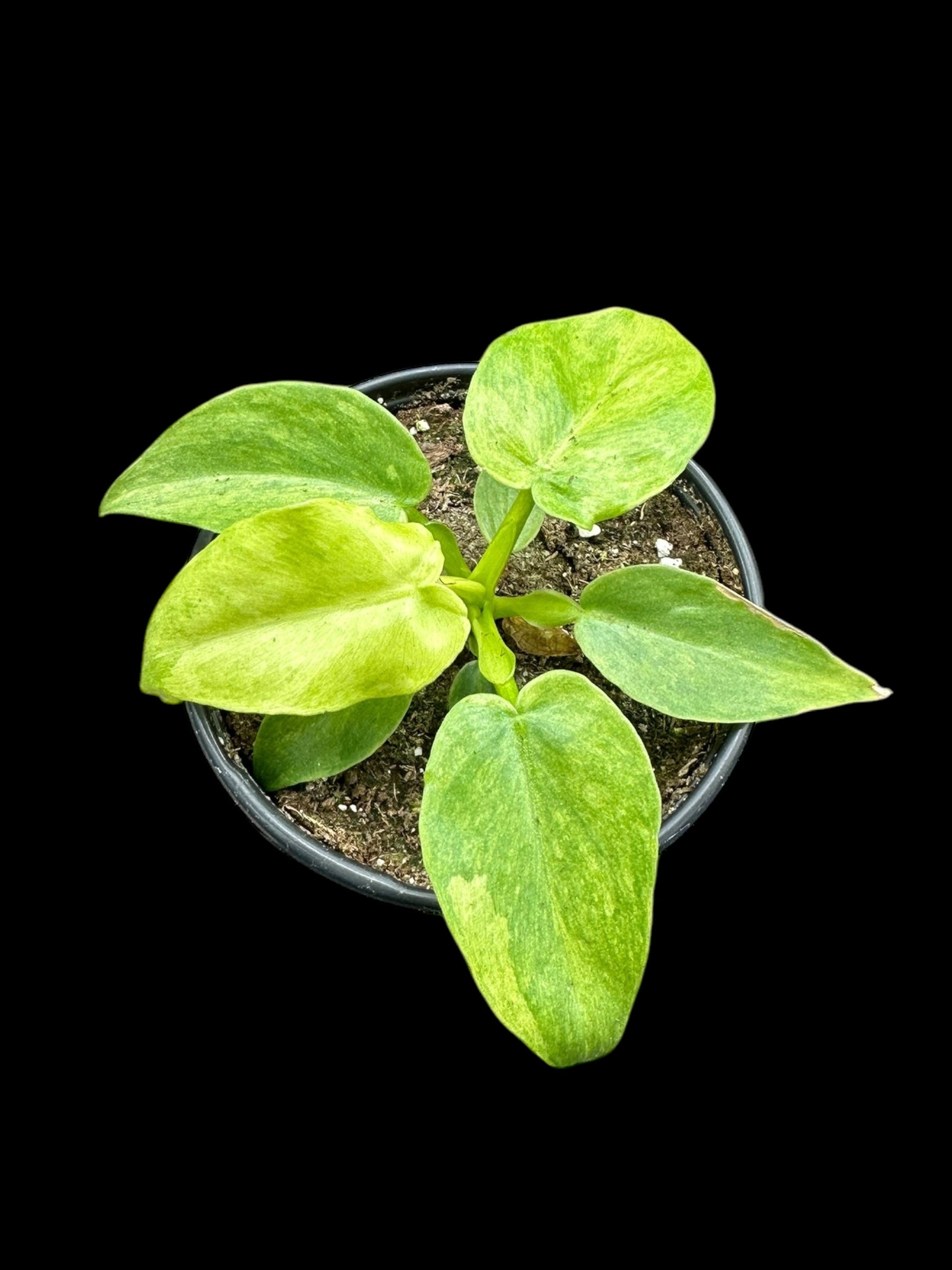 Philodendron Bob Cee panaché