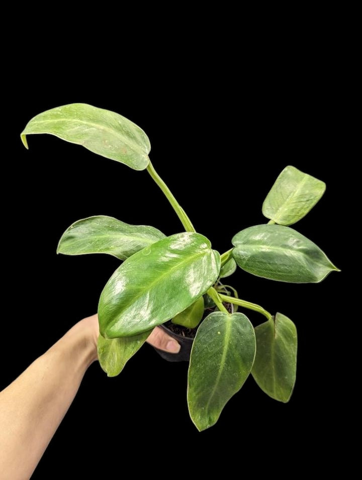 Philodendron Jose Buono
