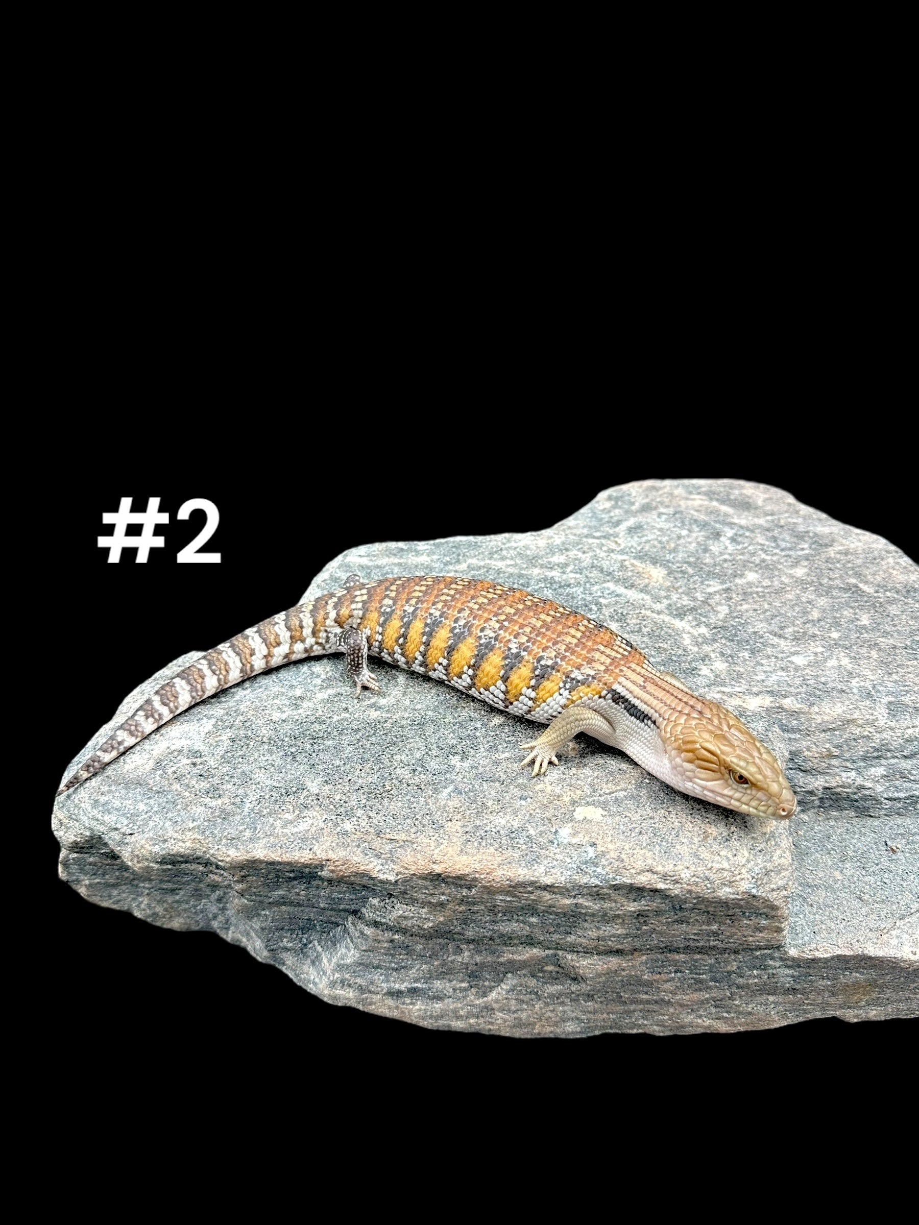 Northern Blue Tongue Skink (Tiliqua scincoides intermedia)