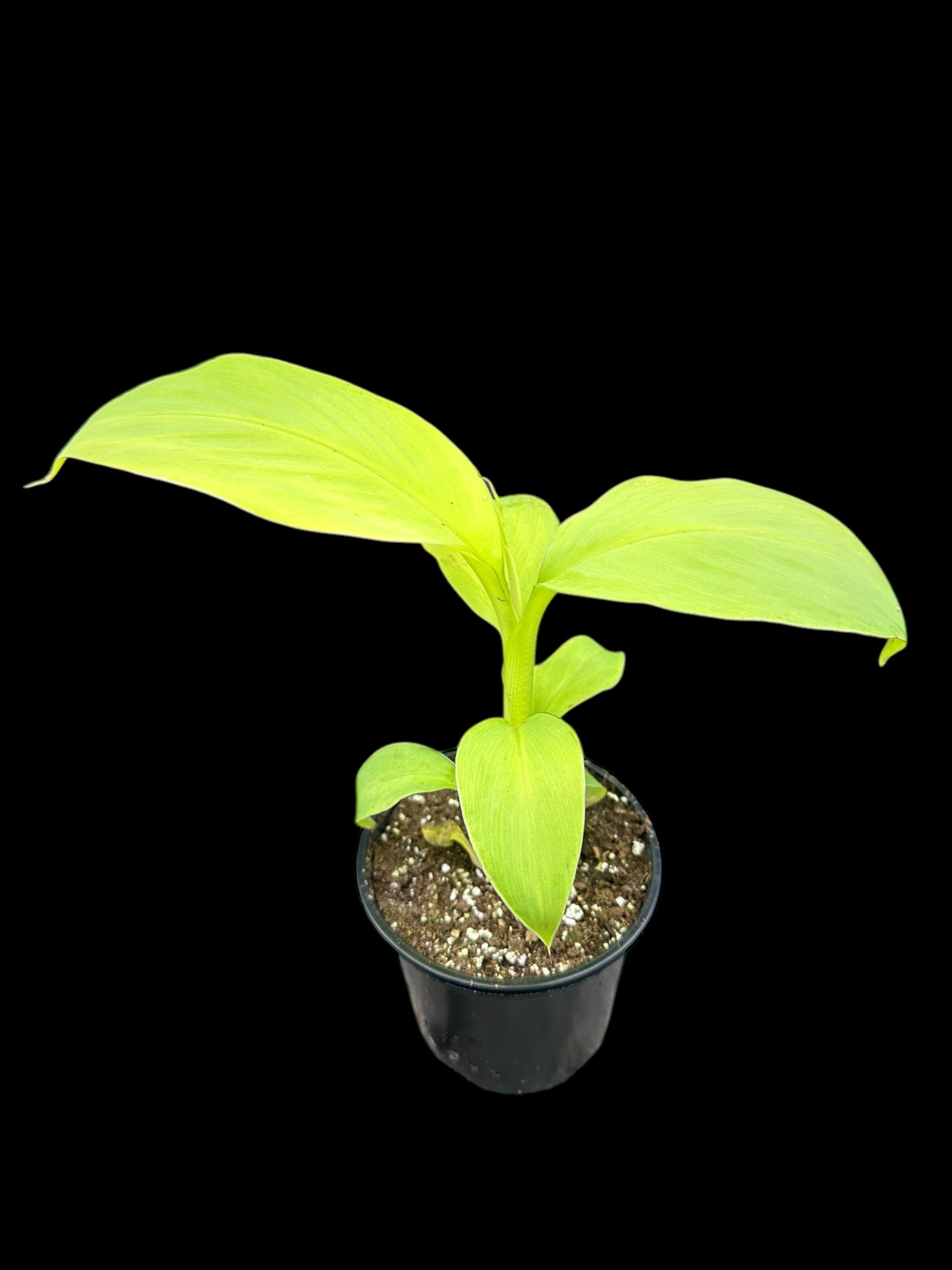 Musa Siam Red (Bananier)