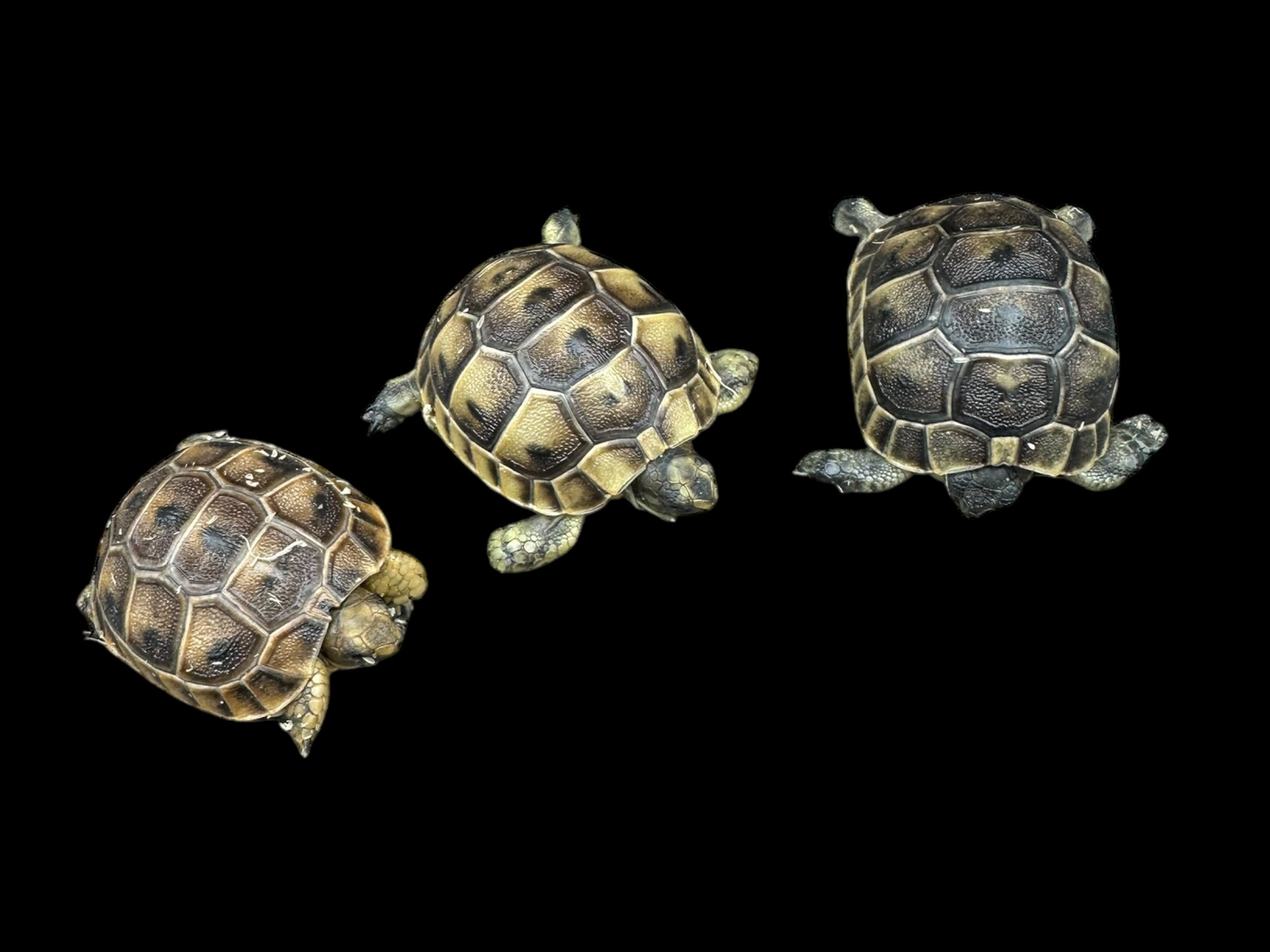 Greek Tortoise (Testudo graeca)