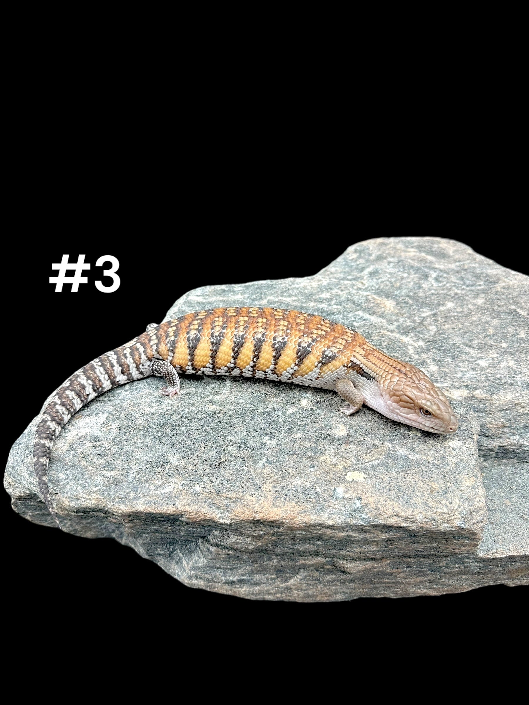 Northern Blue Tongue Skink (Tiliqua scincoides intermedia)