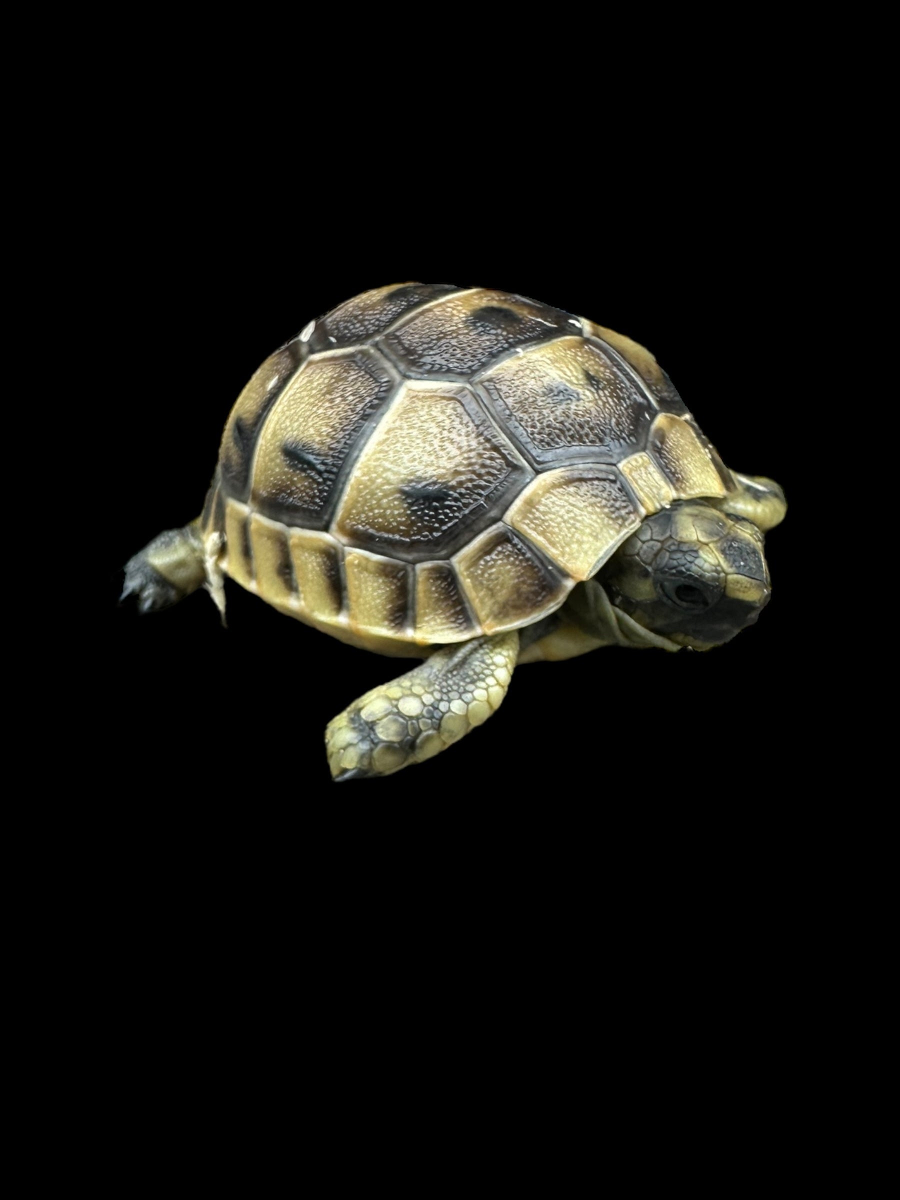 Greek Tortoise (Testudo graeca)