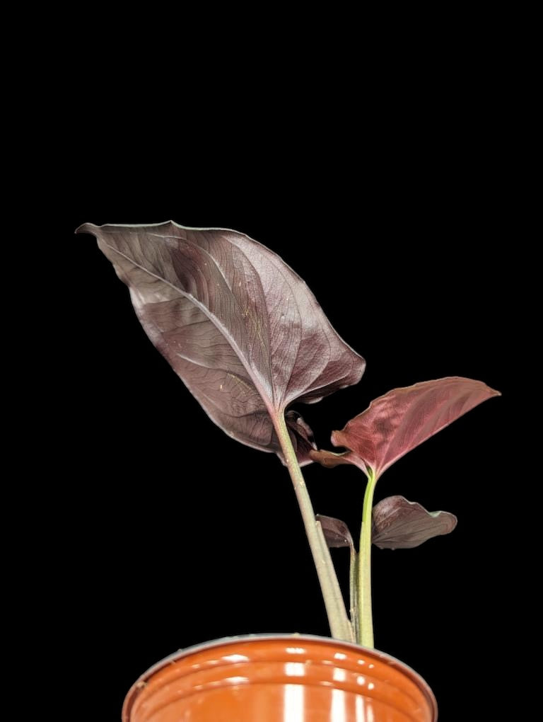 Syngonium Flèche Rouge