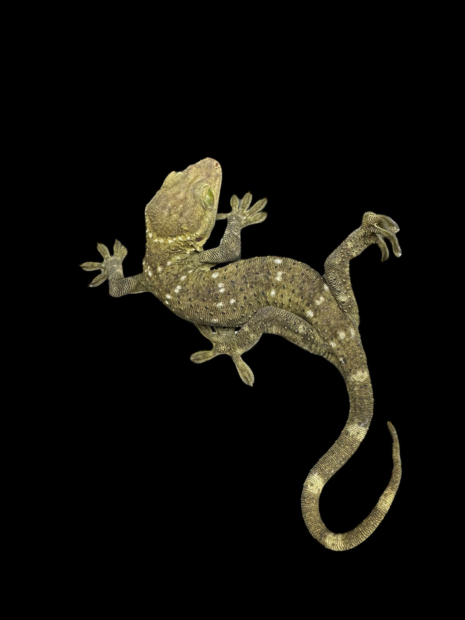 Gecko aux yeux verts de Smith