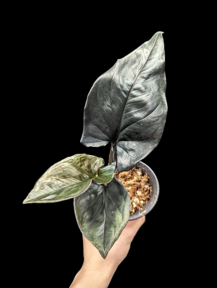 Syngonium Flèche Rouge