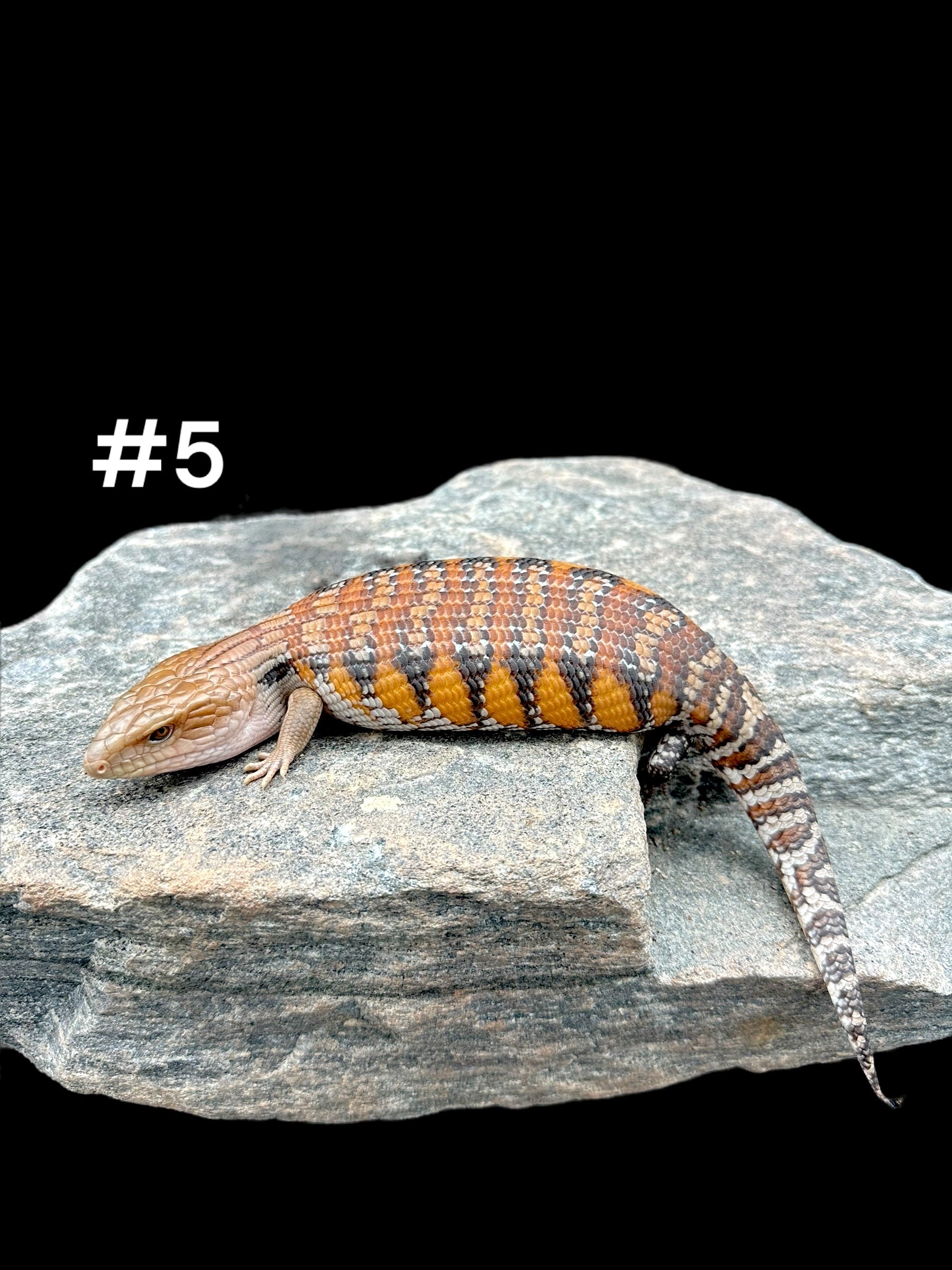 Northern Blue Tongue Skink (Tiliqua scincoides intermedia)