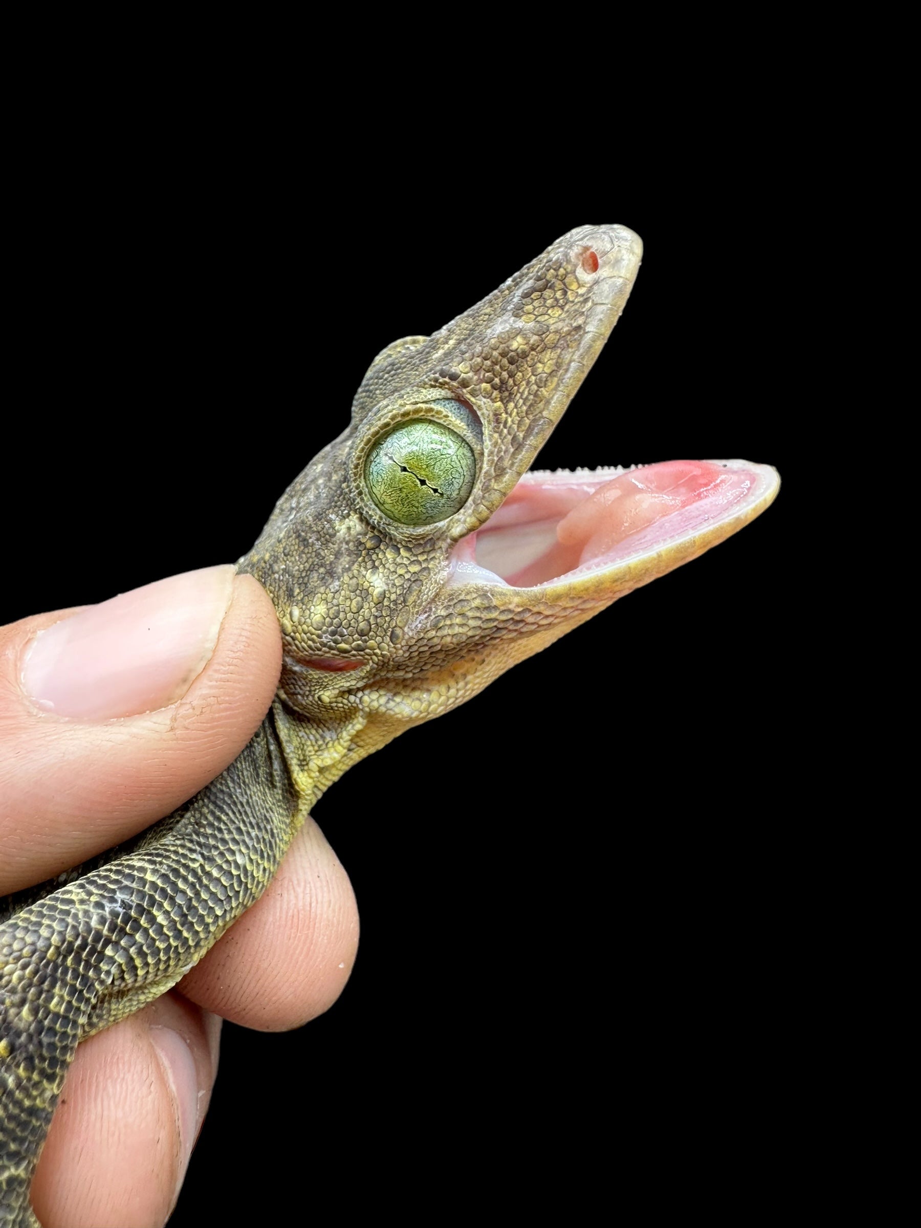 Gecko aux yeux verts de Smith