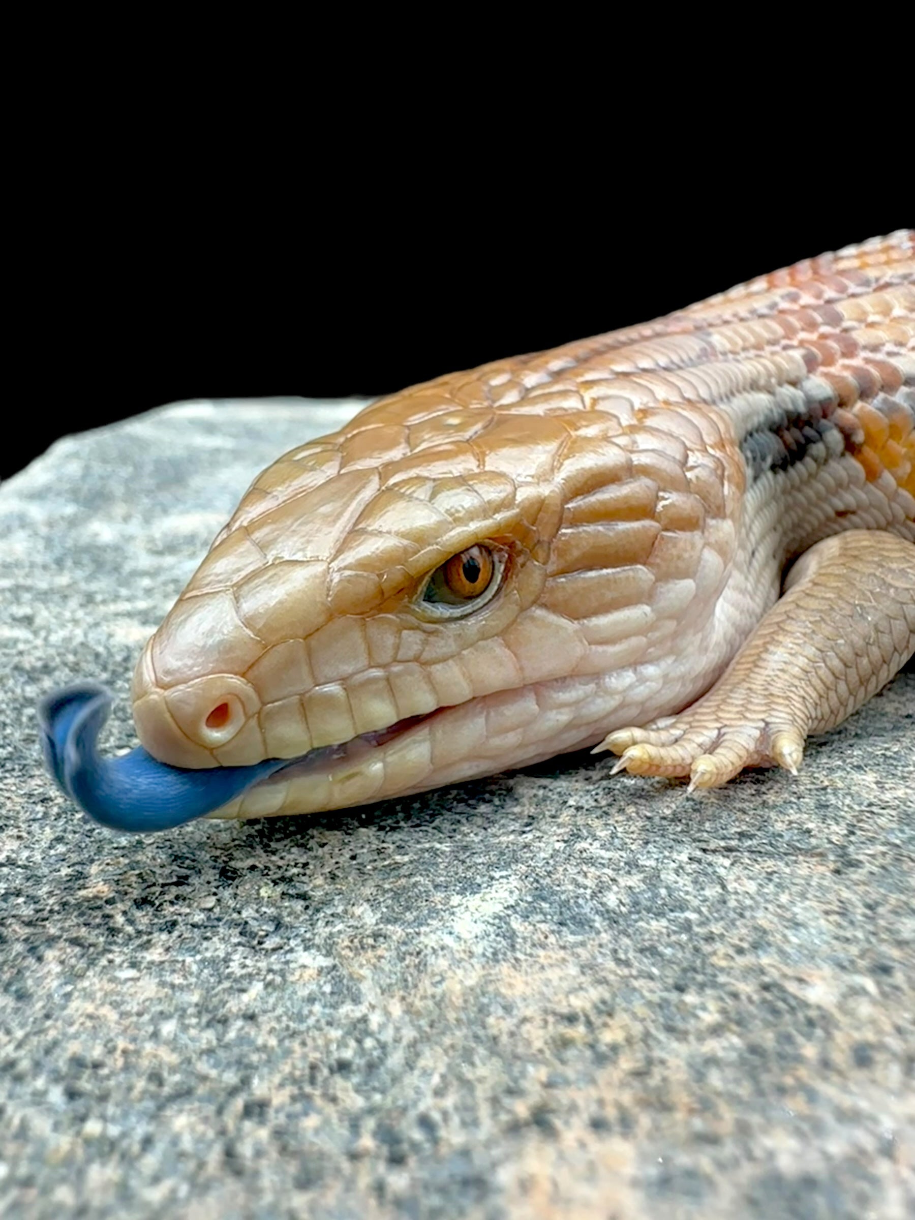 Northern Blue Tongue Skink (Tiliqua scincoides intermedia)