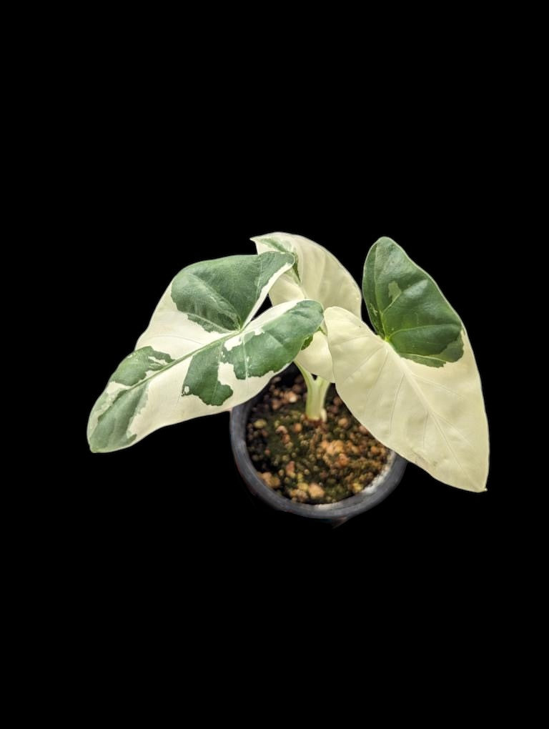 Alocasia macrorrhiza variegata