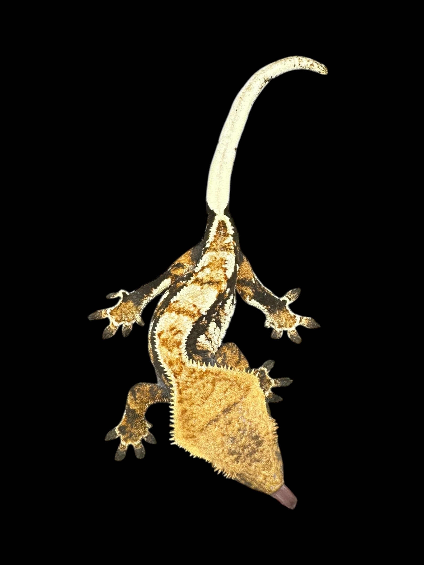 Crested Geckos (Assorted Morphs)