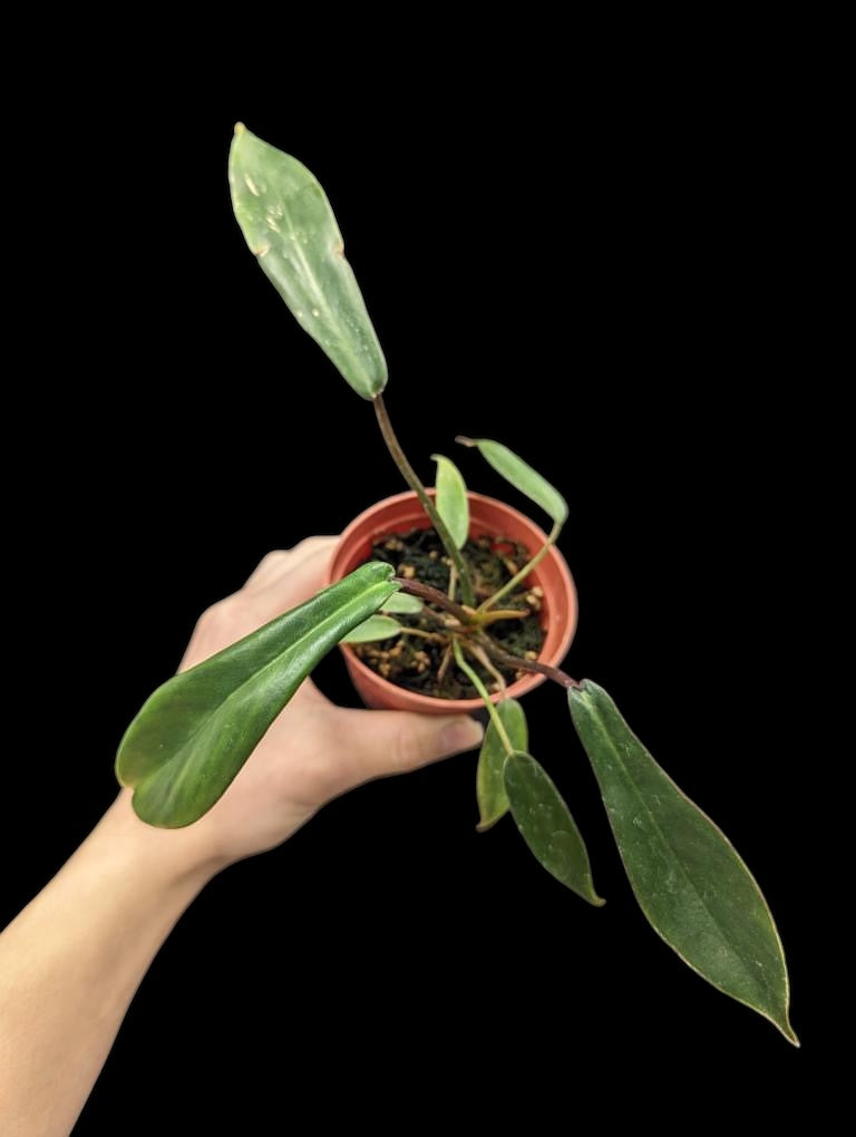 Philodendron joepii