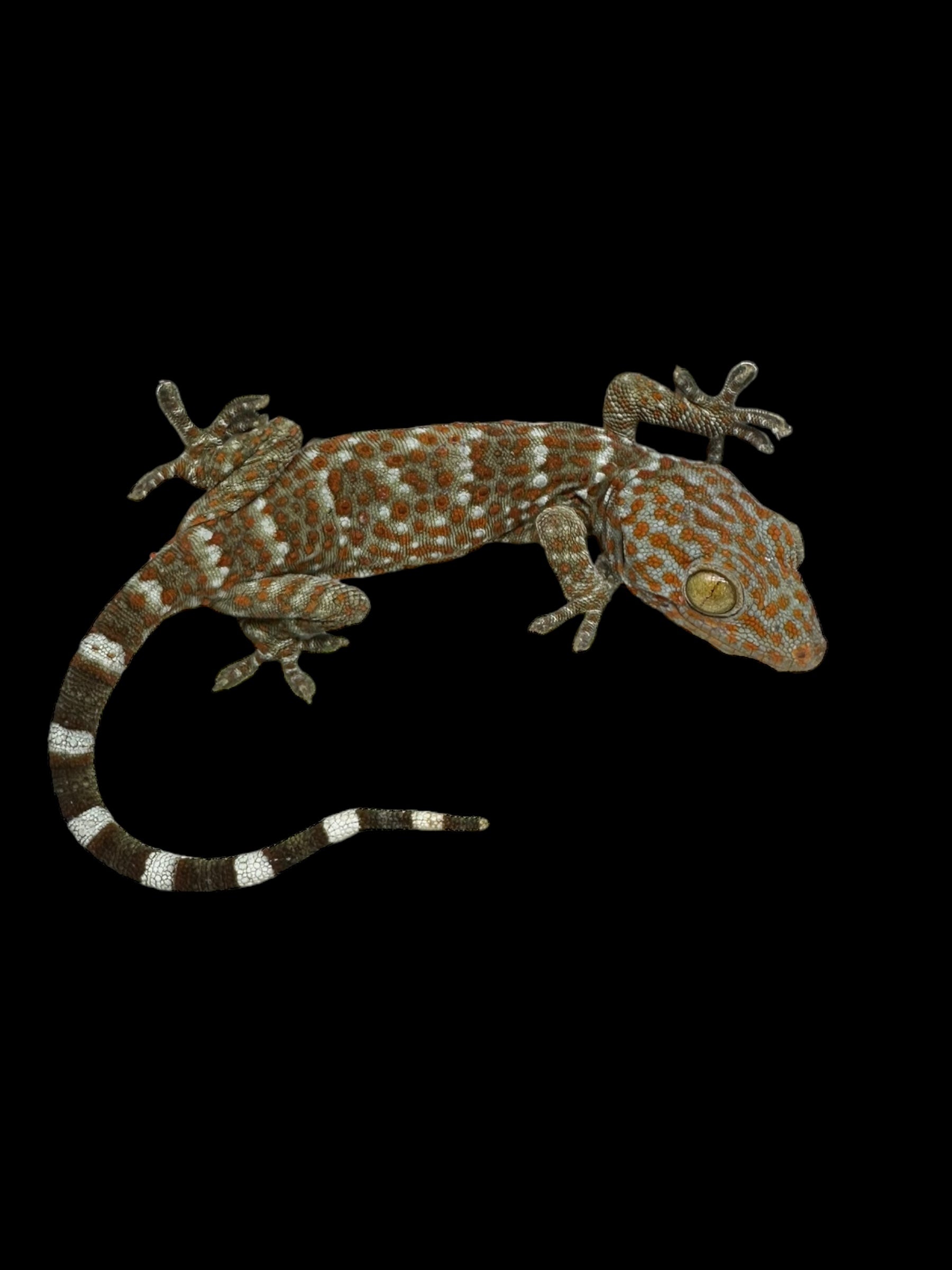 Gecko Tokay (normal)