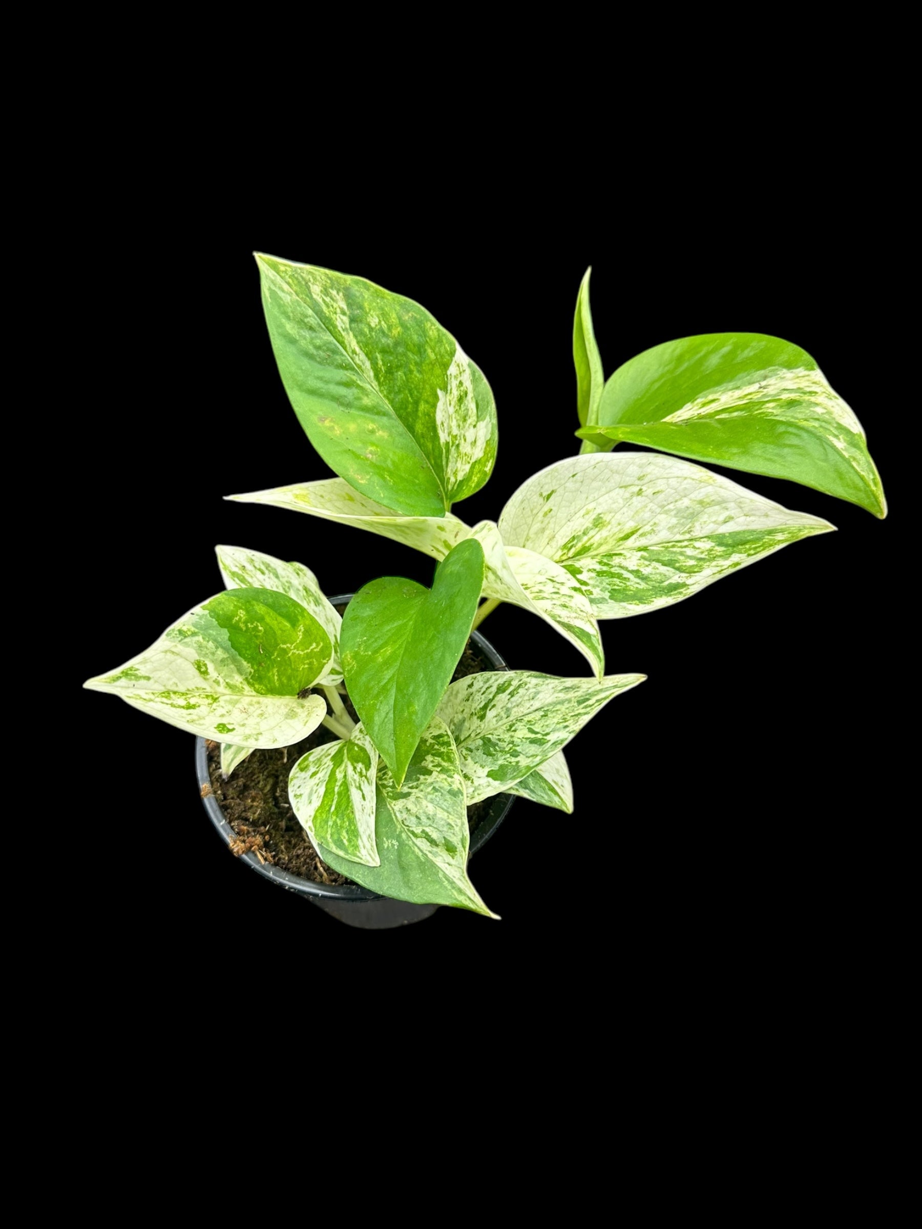 Pothos, reine de marbre