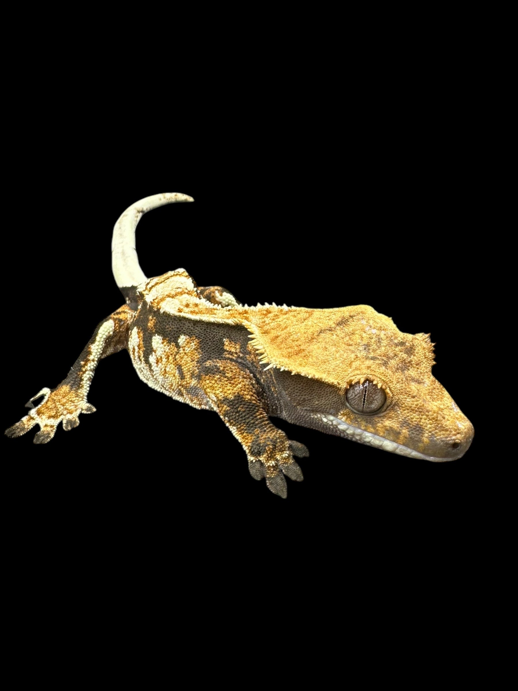 Crested Geckos (Assorted Morphs)