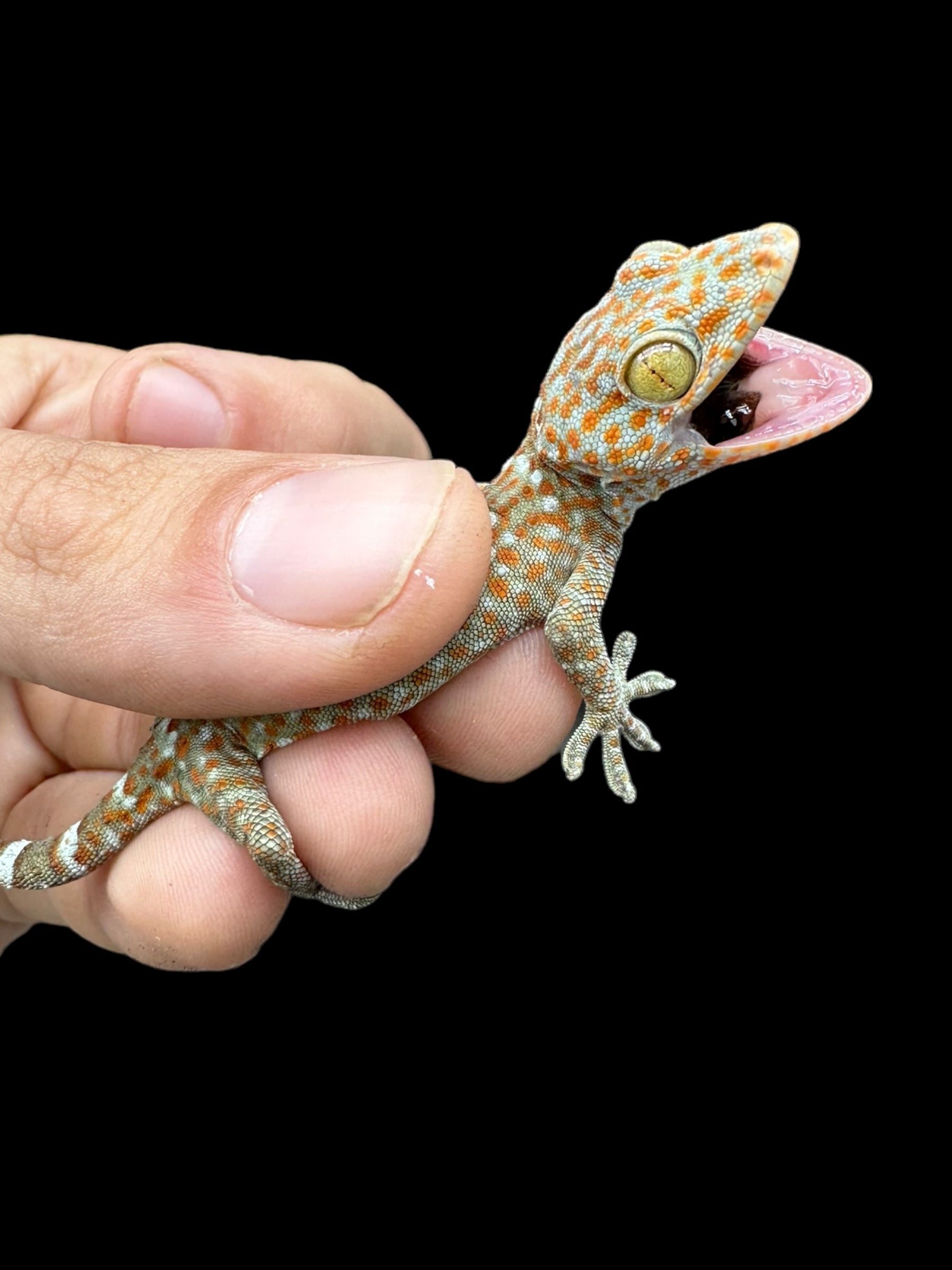 Gecko Tokay (normal)
