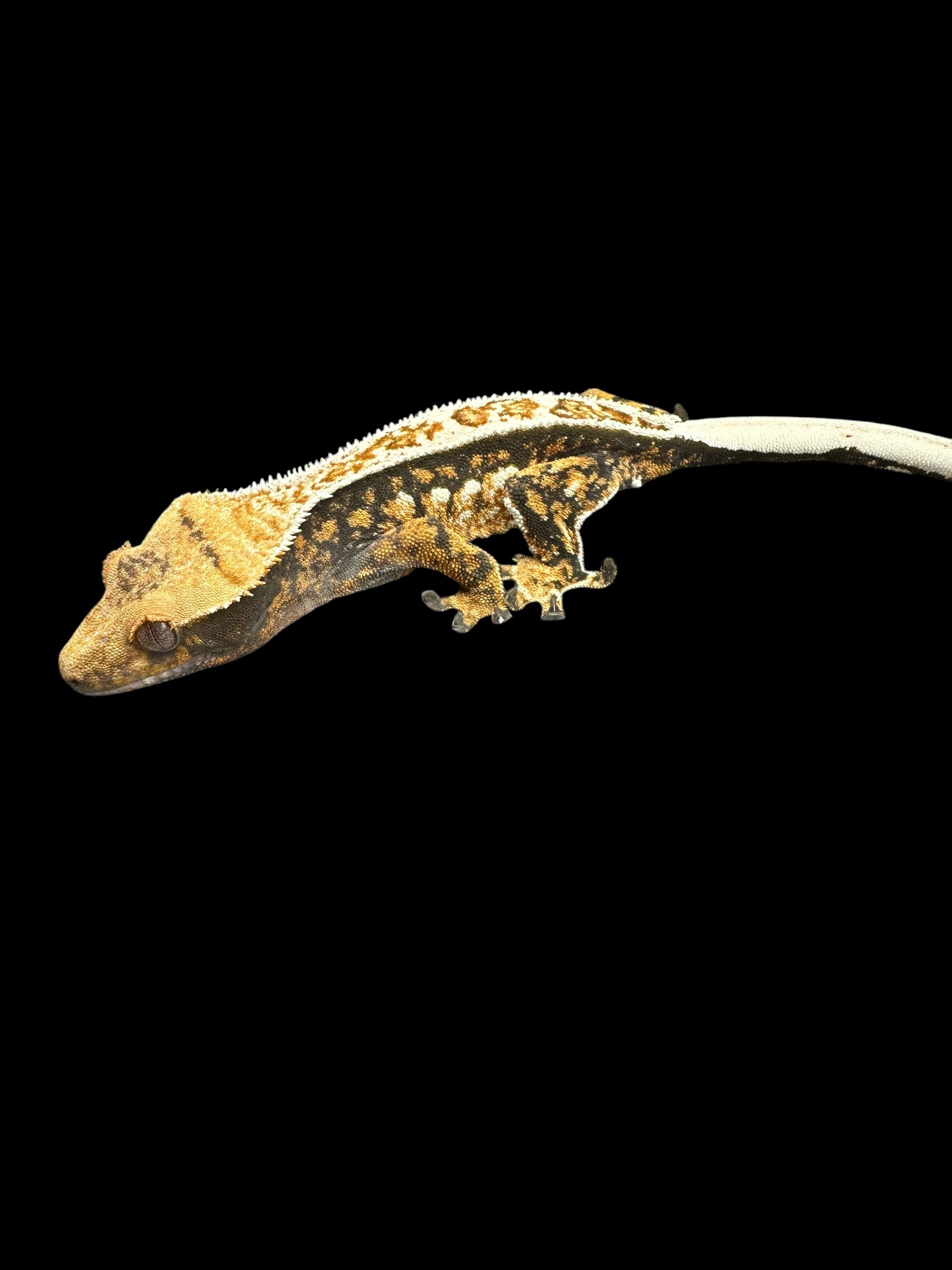 Geckos à crête (morphes assortis)