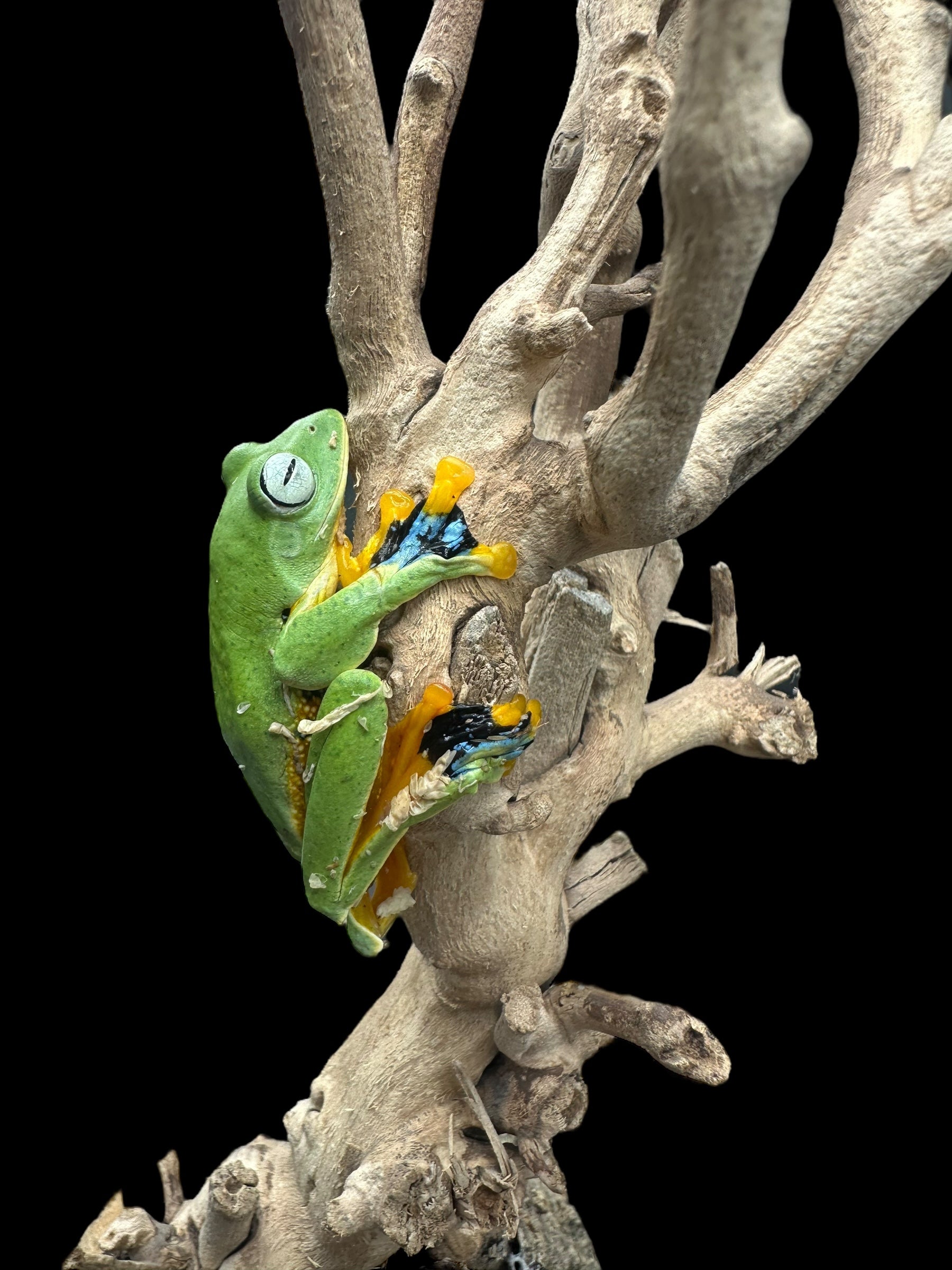 La grenouille volante de Reinwardt