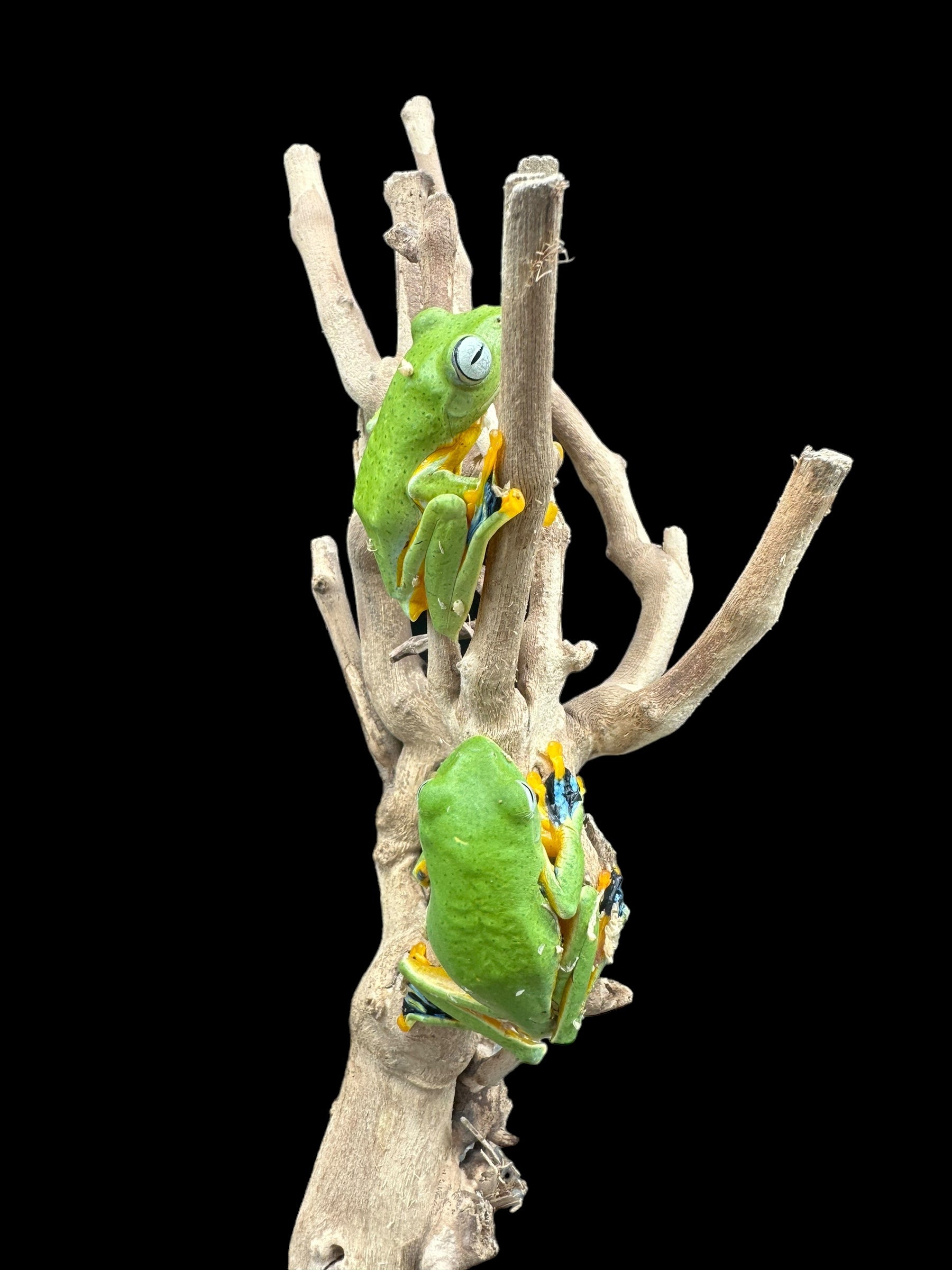 La grenouille volante de Reinwardt