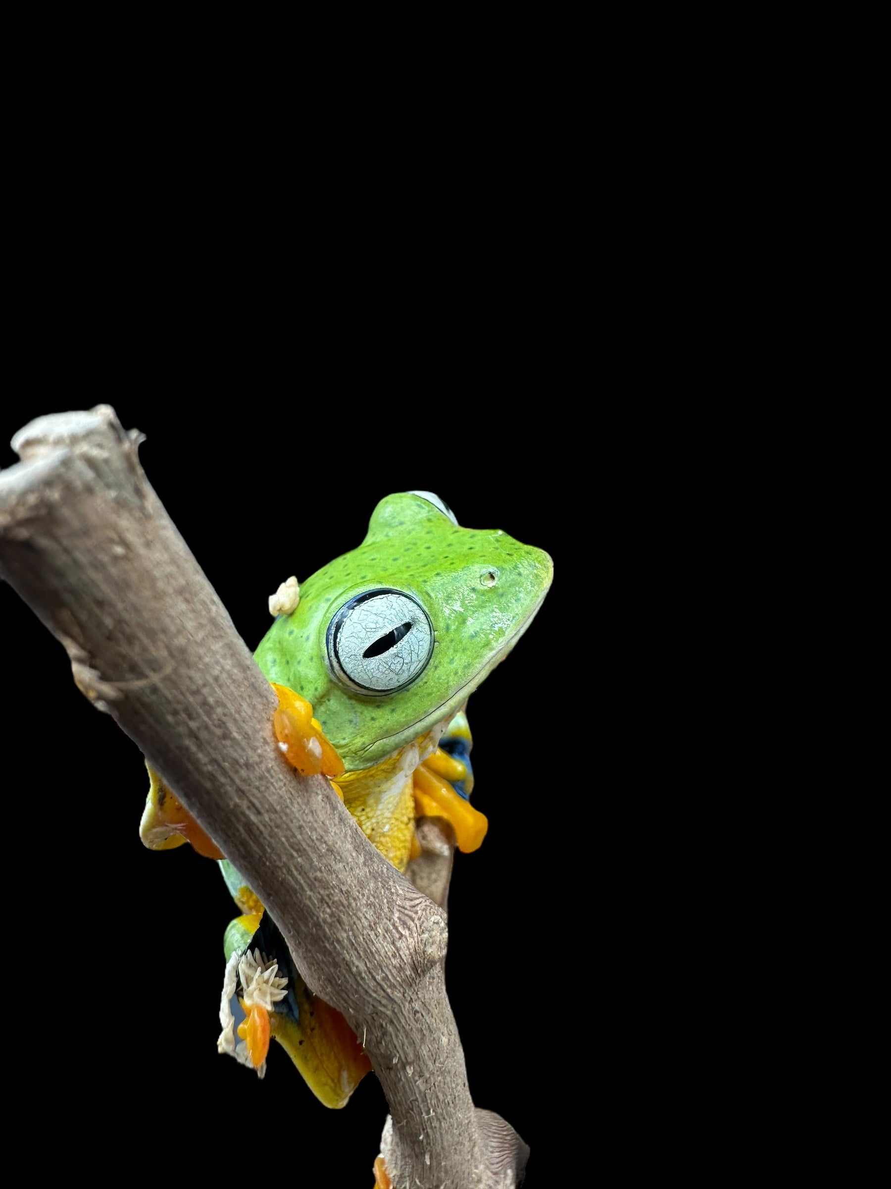 La grenouille volante de Reinwardt