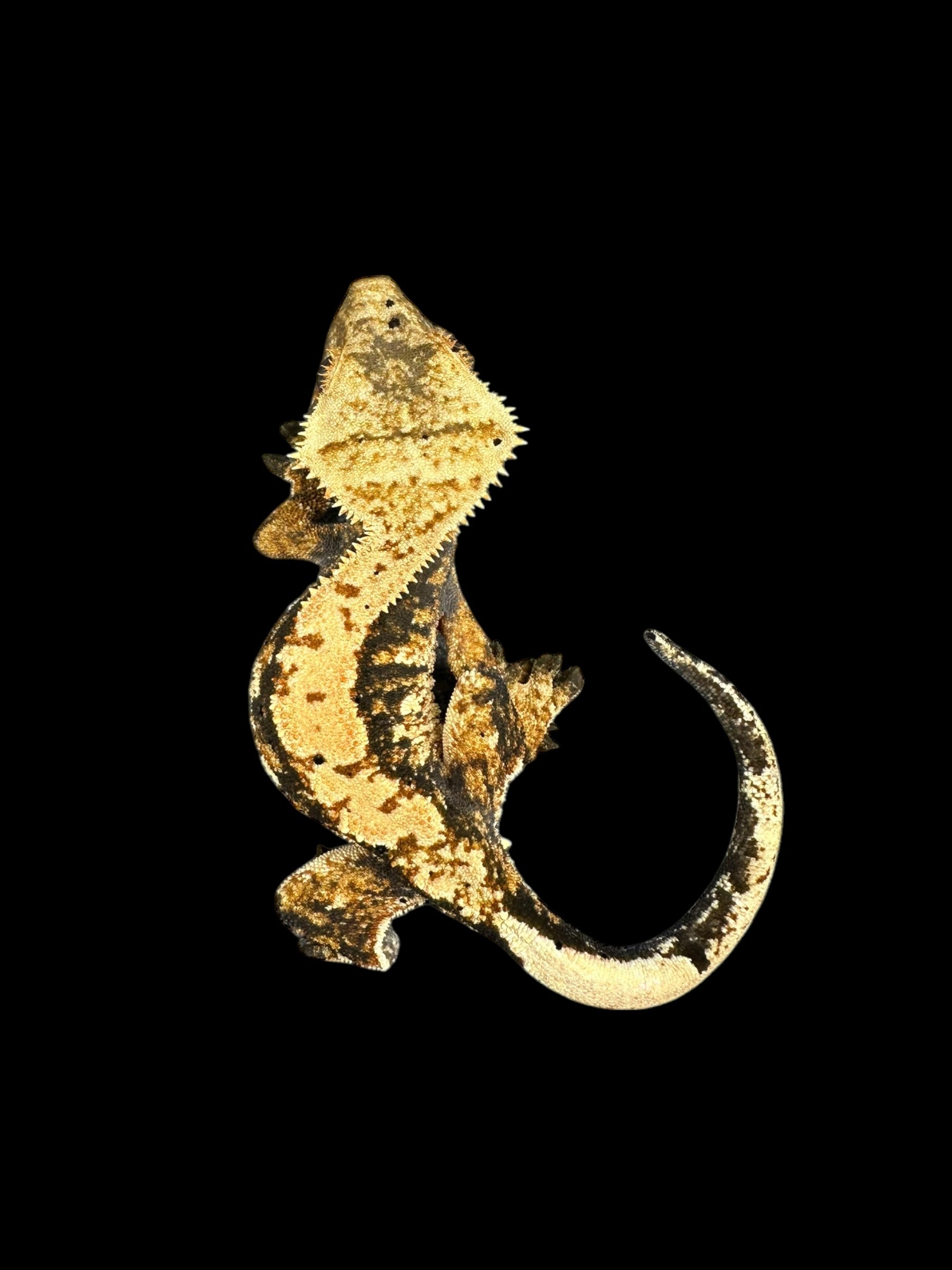 Geckos à crête (morphes assortis)