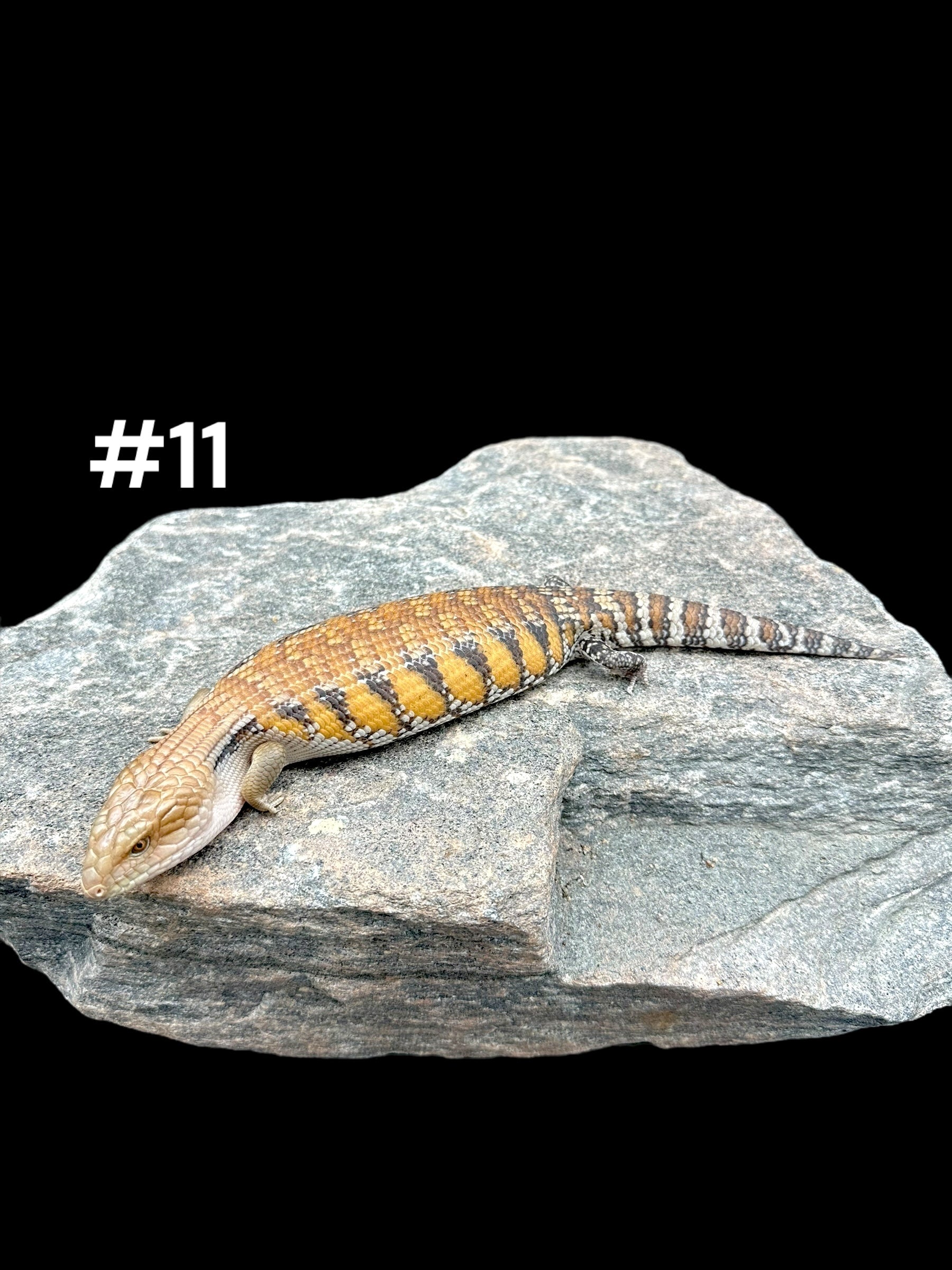 Northern Blue Tongue Skink (Tiliqua scincoides intermedia)