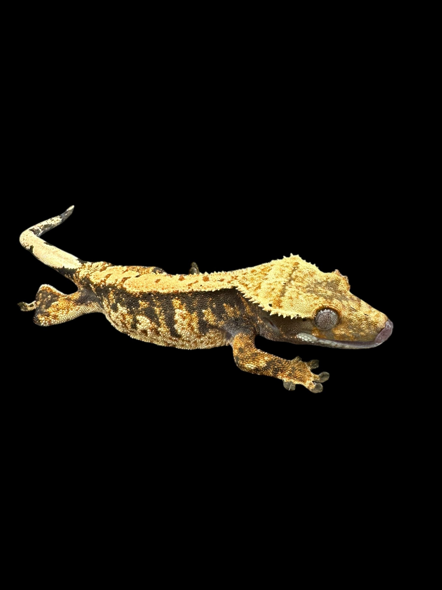 Geckos à crête (morphes assortis)