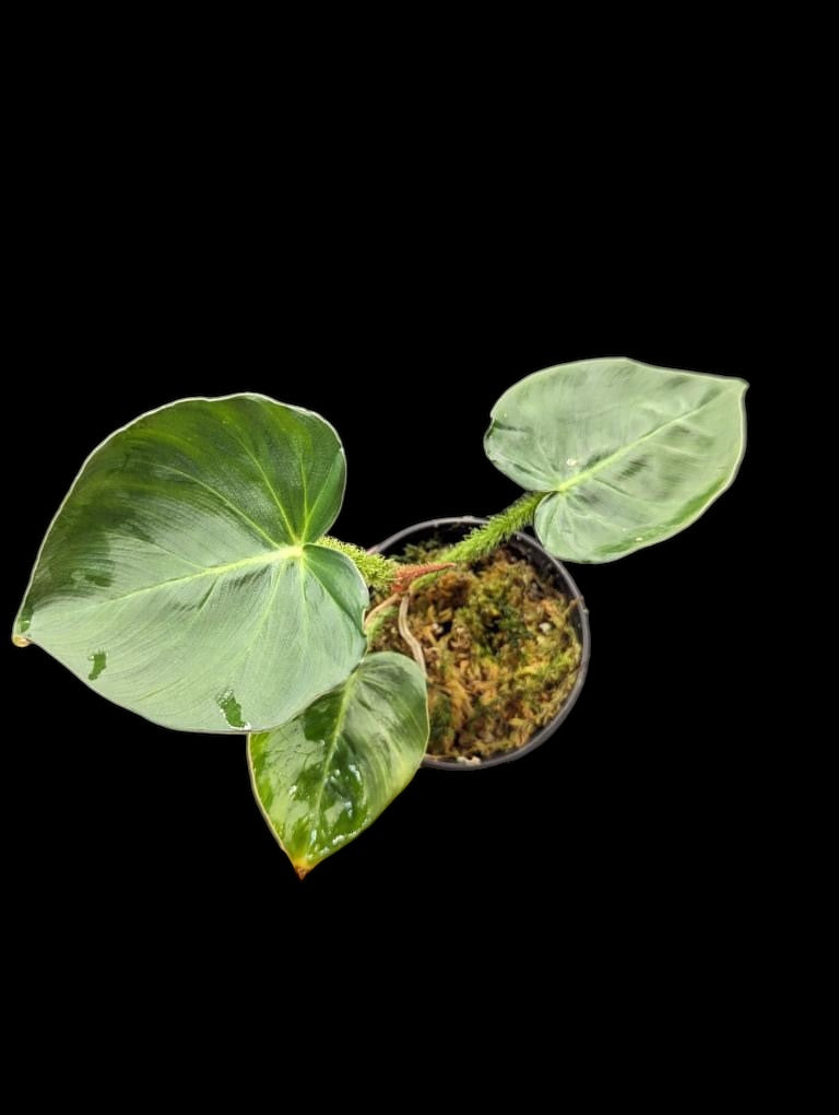 Philodendron fibrosum