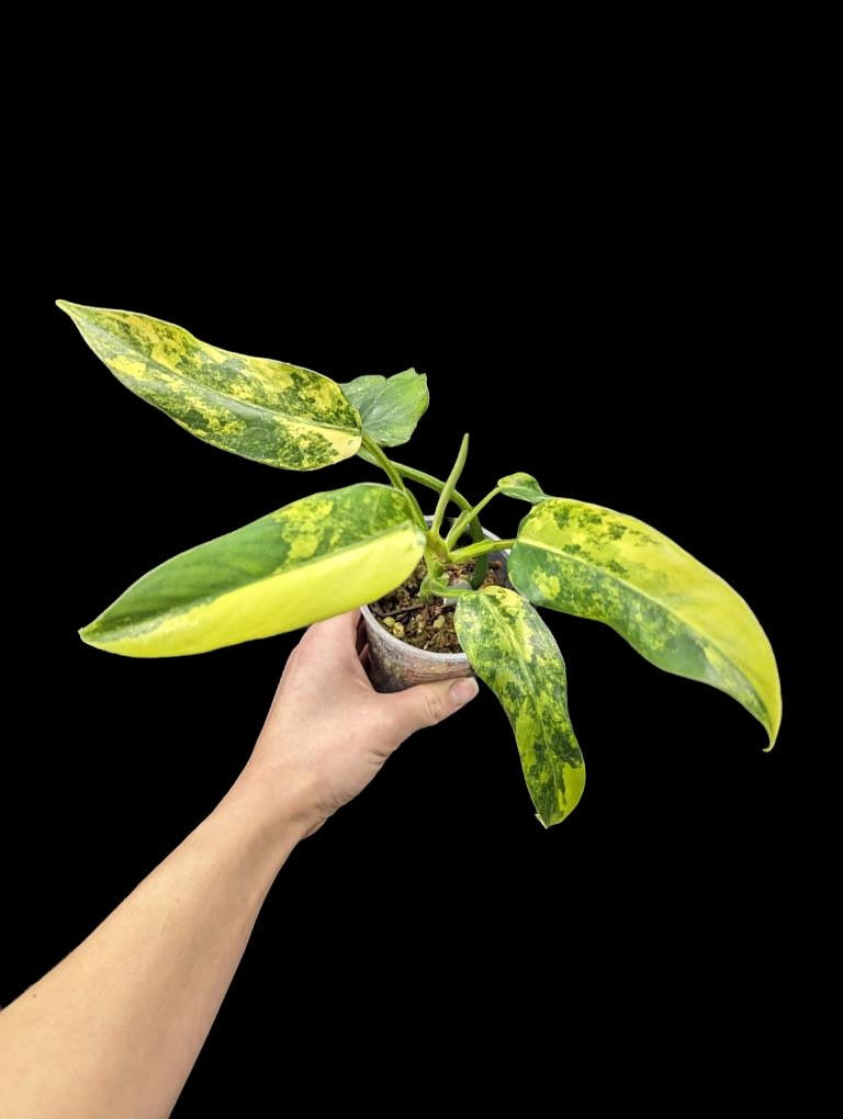 Philodendron domesticum variegated