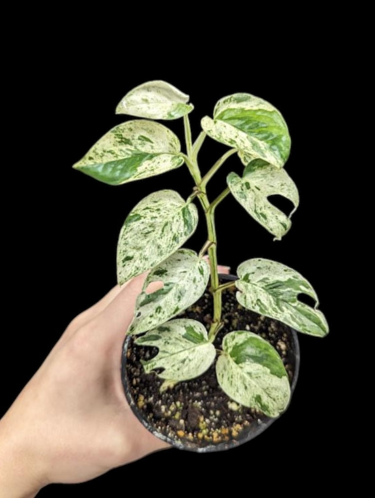 pothos pinnatum Epipremnum pinnatum Marble Mint (pothos)