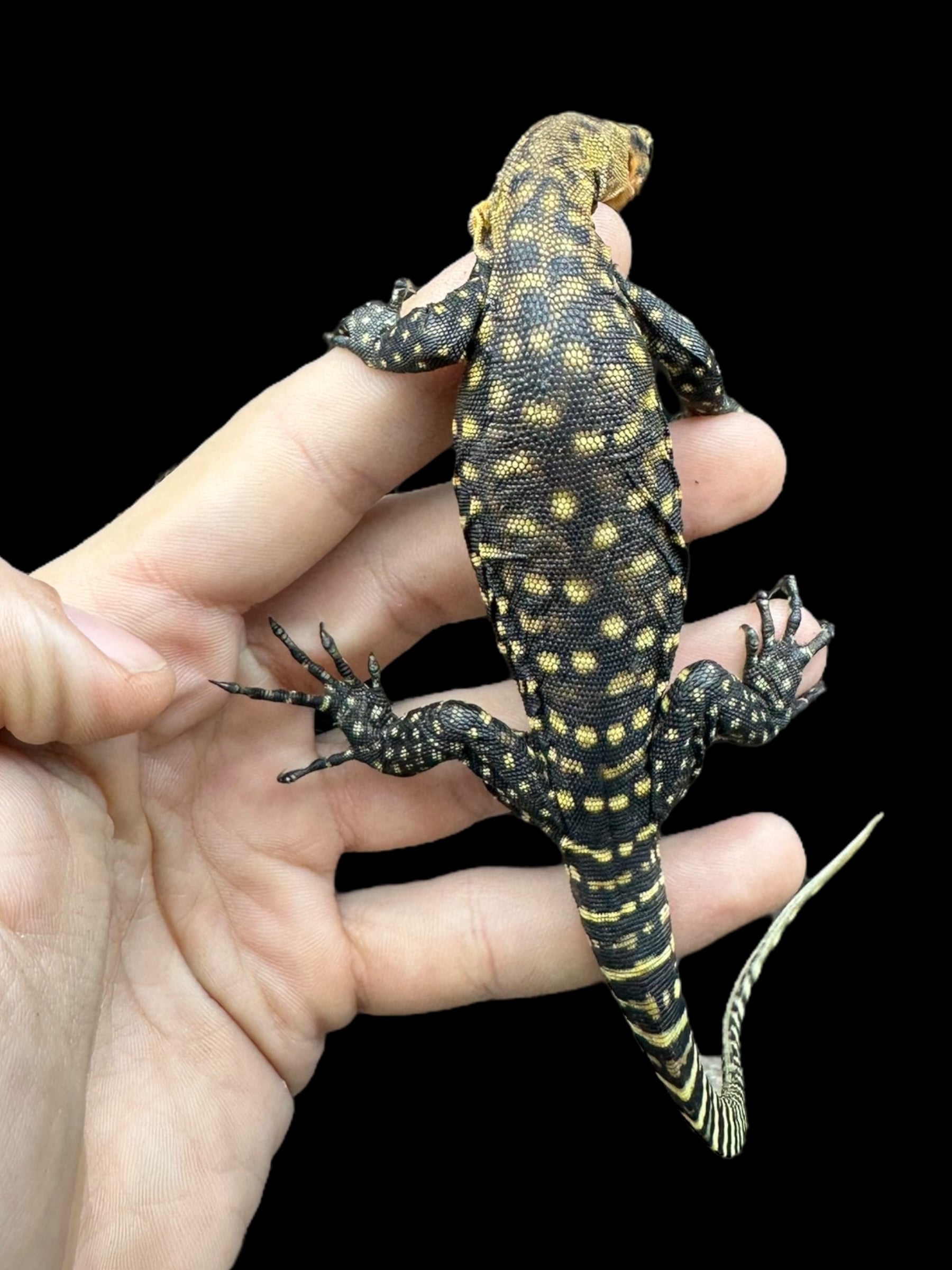 Quince Monitor (Varanus melinus)