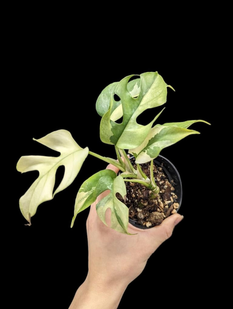 Rhaphidophora tetrasperma panaché