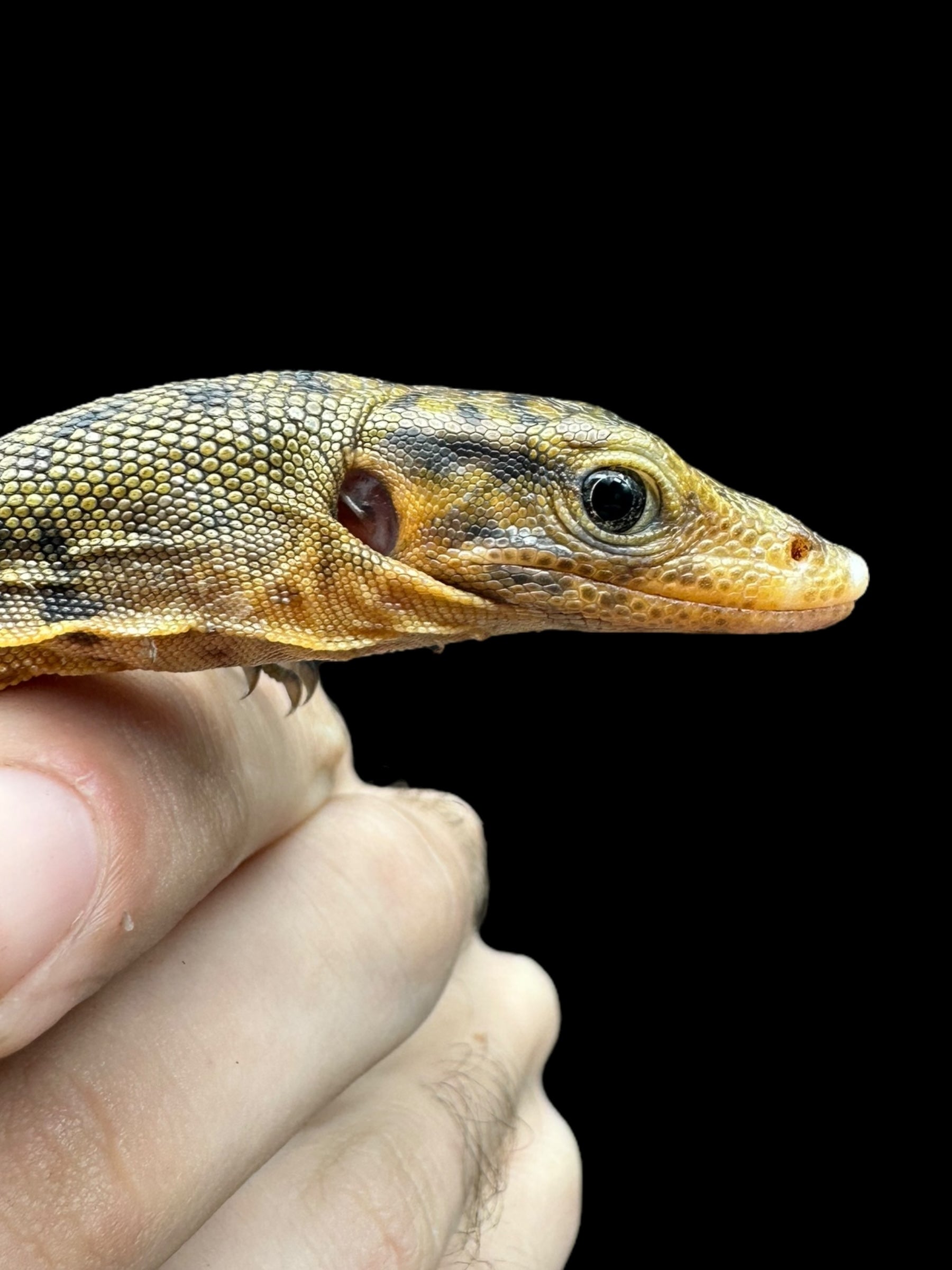 Quince Monitor (Varanus melinus)