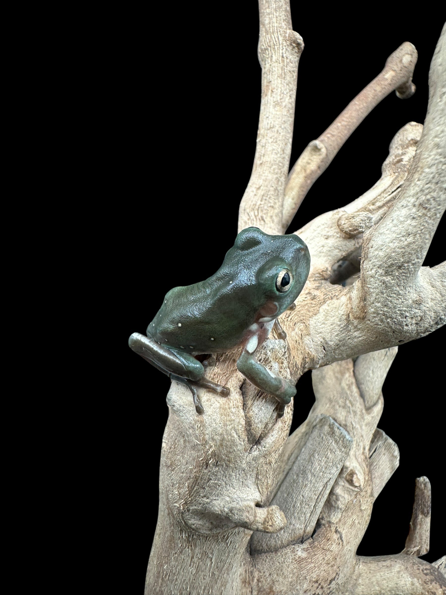 Whites Tree Frog (Litorea caerulea) (Normal)