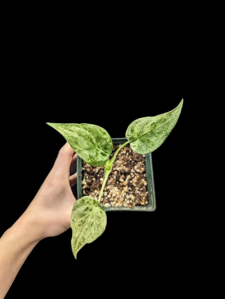 Alocasia culcullata panachée