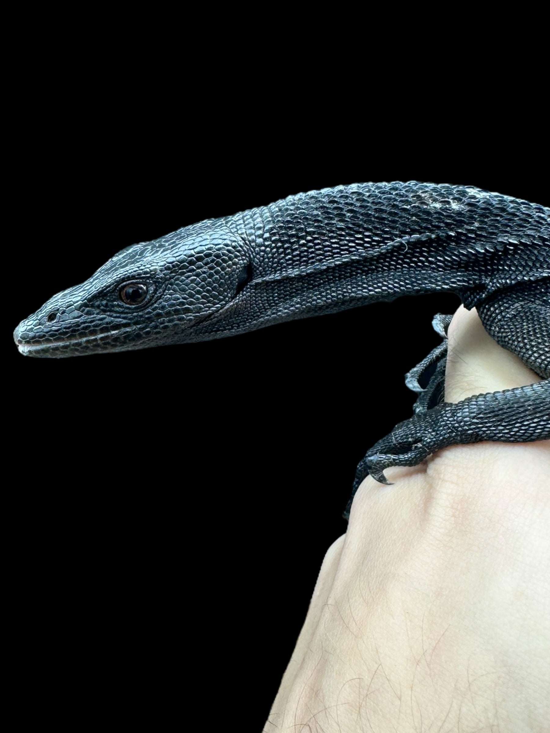 Black Tree Monitor (Varanus beccarii)