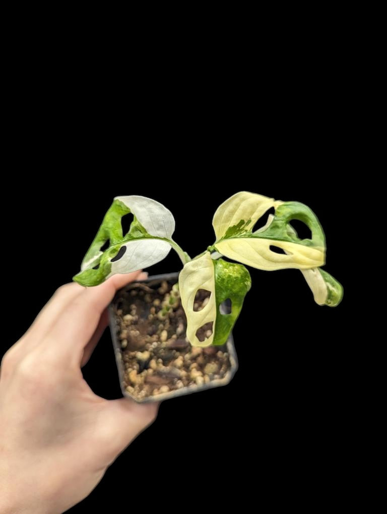 Monstera adansonii 'Tricolore japonais'