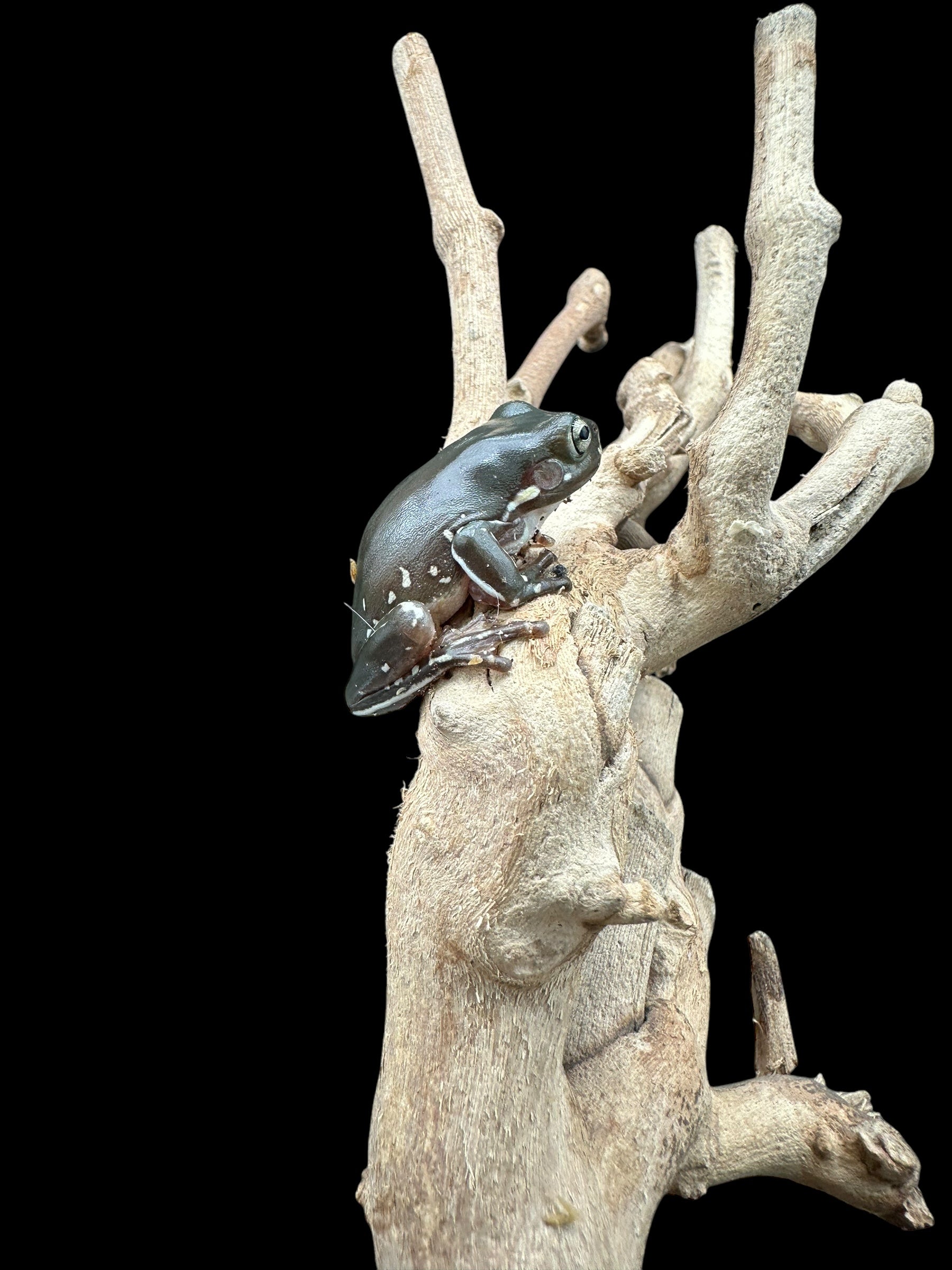 Rainette blanche (Flocon de neige)