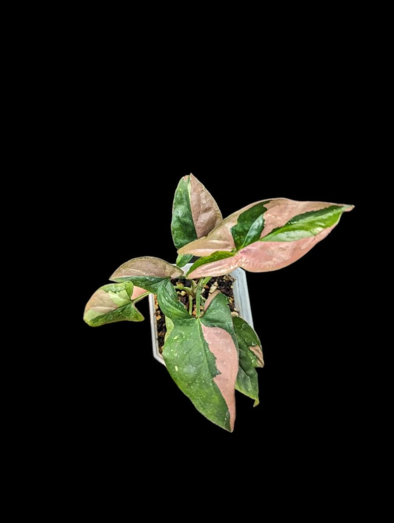 Syngonium podophyllum 'red spot tricolor'